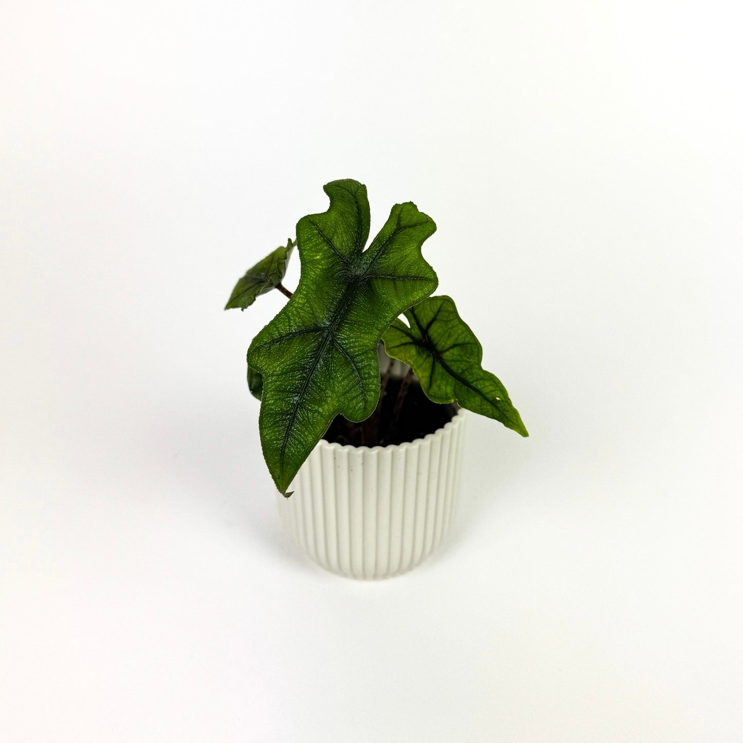 Mini Alocasia Jacklyn Houseplant