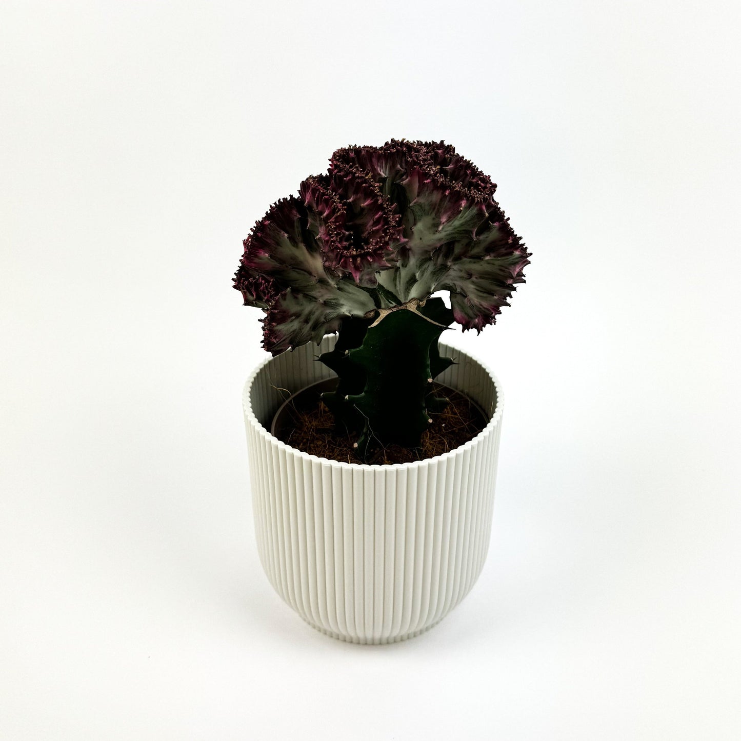 Euphorbia Lactea Cristata Pink 8.5cm Houseplant
