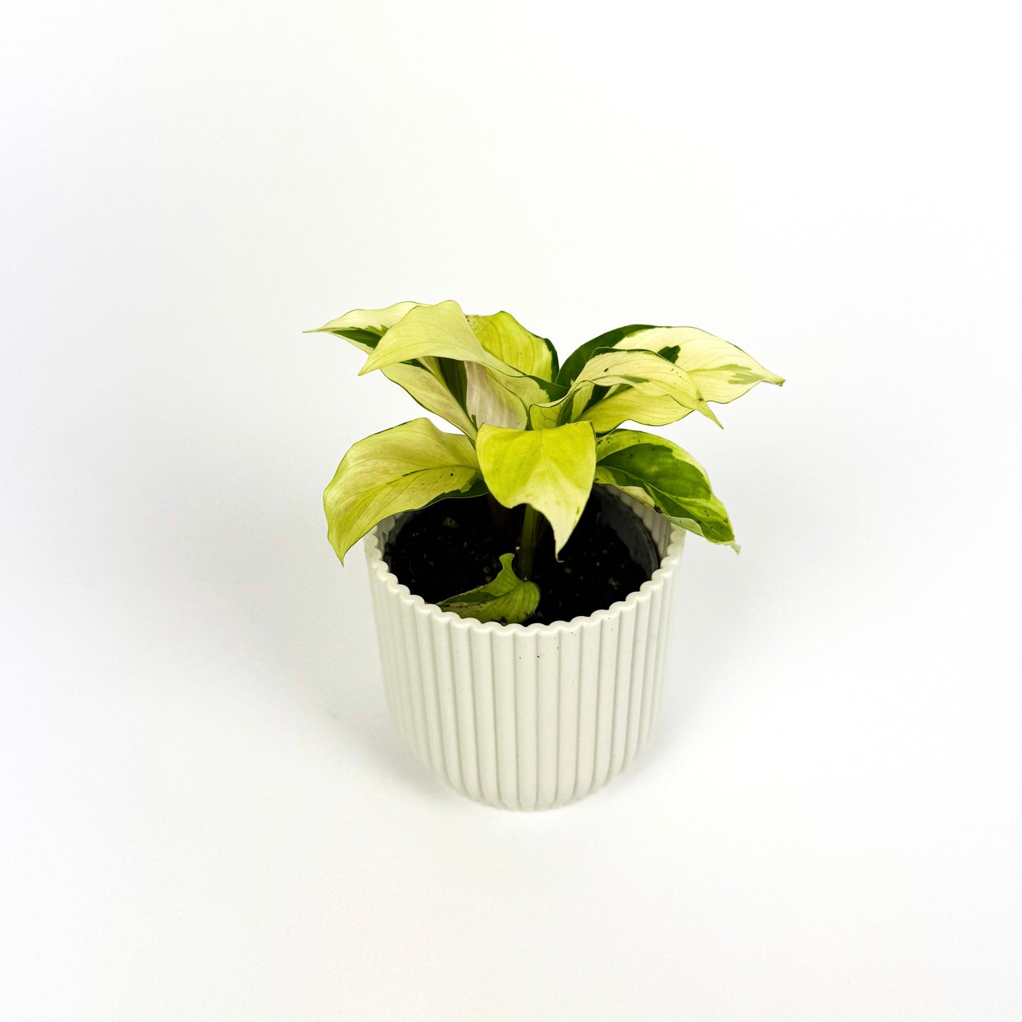 Mini Calathea Yellow Miracle Houseplant