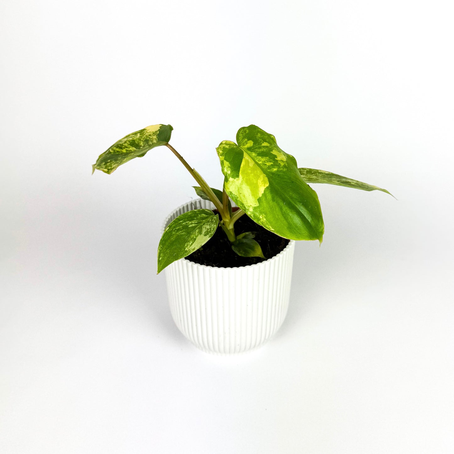 Philodendron Burle Marx Variagata Houseplant
