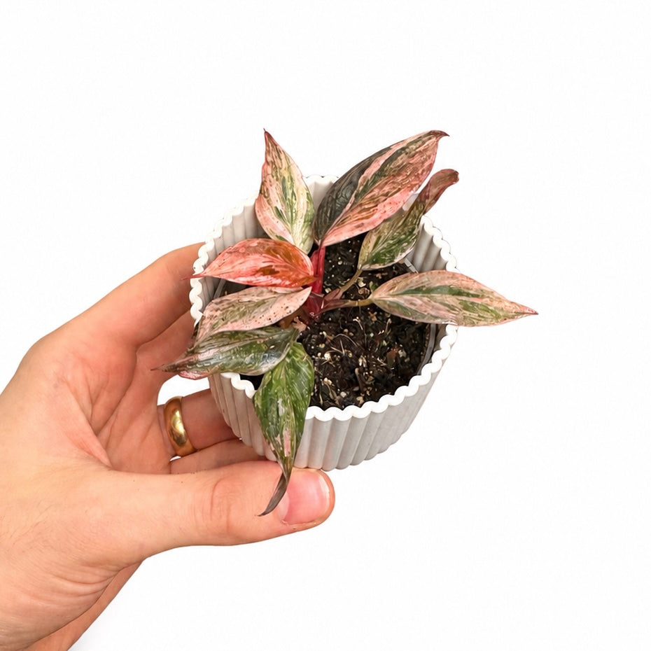 Philodendron Fire Phoenix 6cm Houseplant