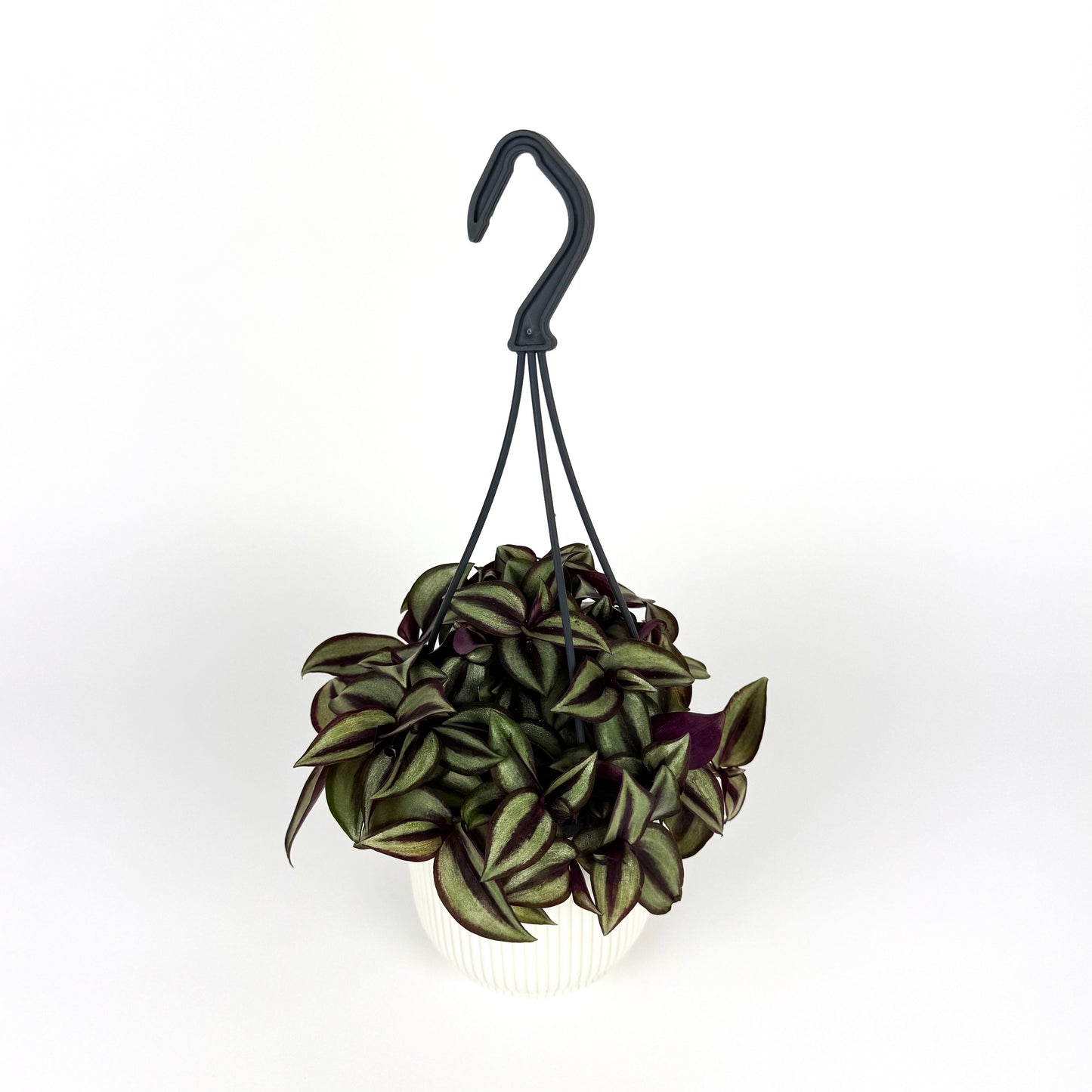 Tradescantia Zebrina Houseplant
