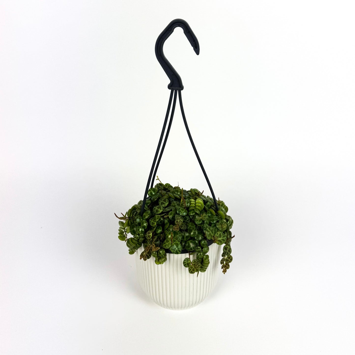 Hanging String Of Turtles Houseplant