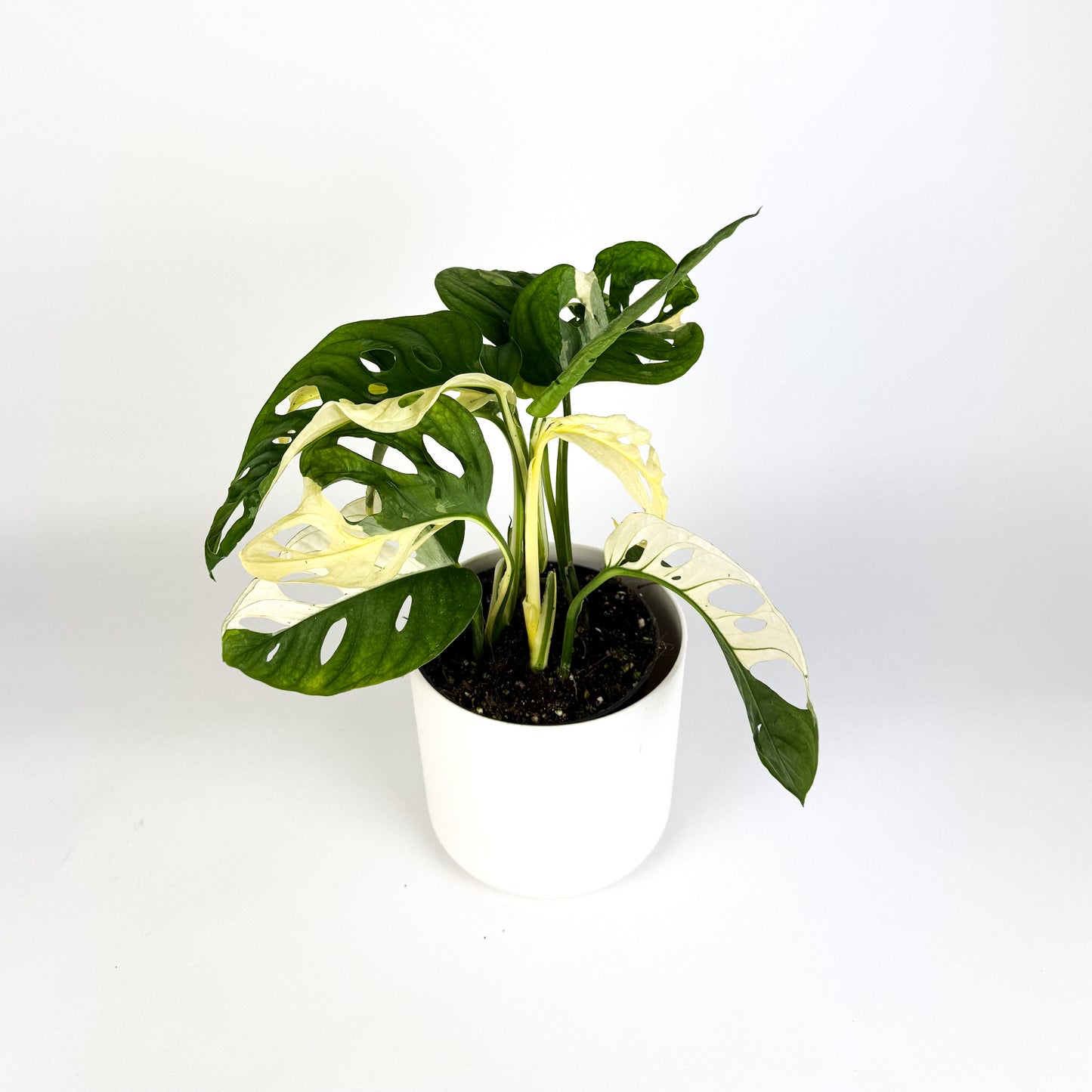 PO - Monstera Obliqua Japanese Tricolour Houseplant