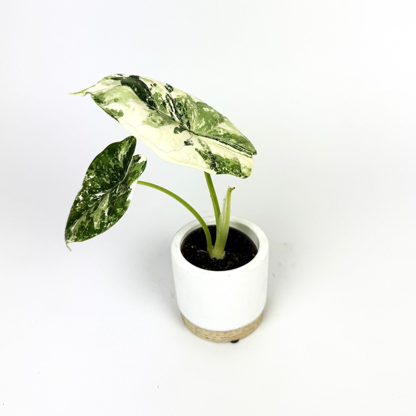 Rare Mini Alocasia Dragon Scale Variegated