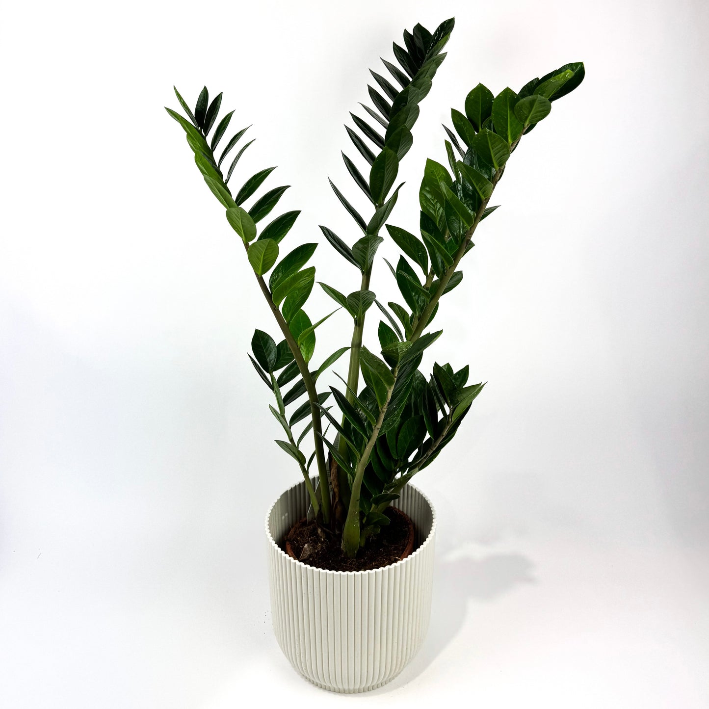 Large Zami Houseplant