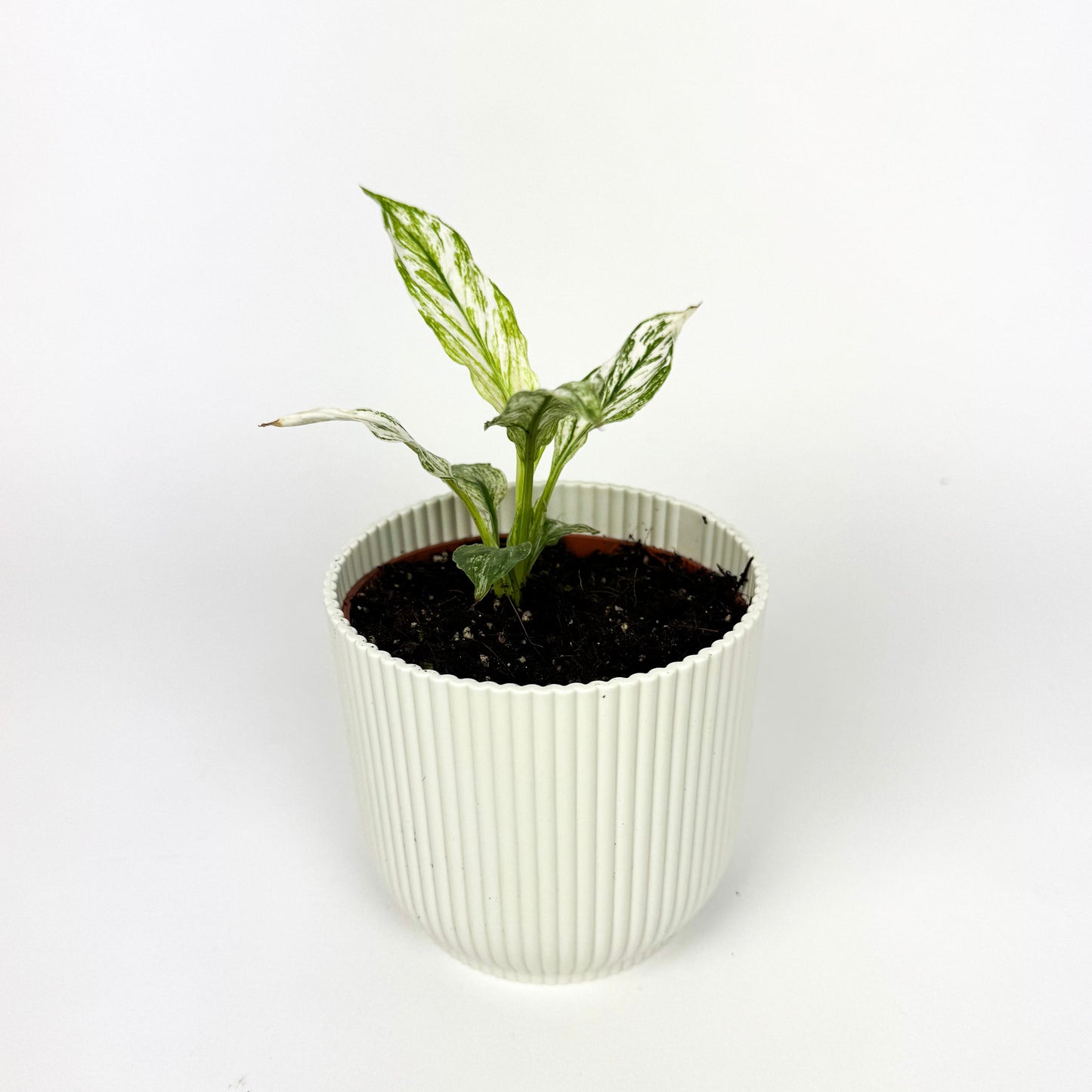 RARE Spathiphyllum Sensation Variegated Houseplant