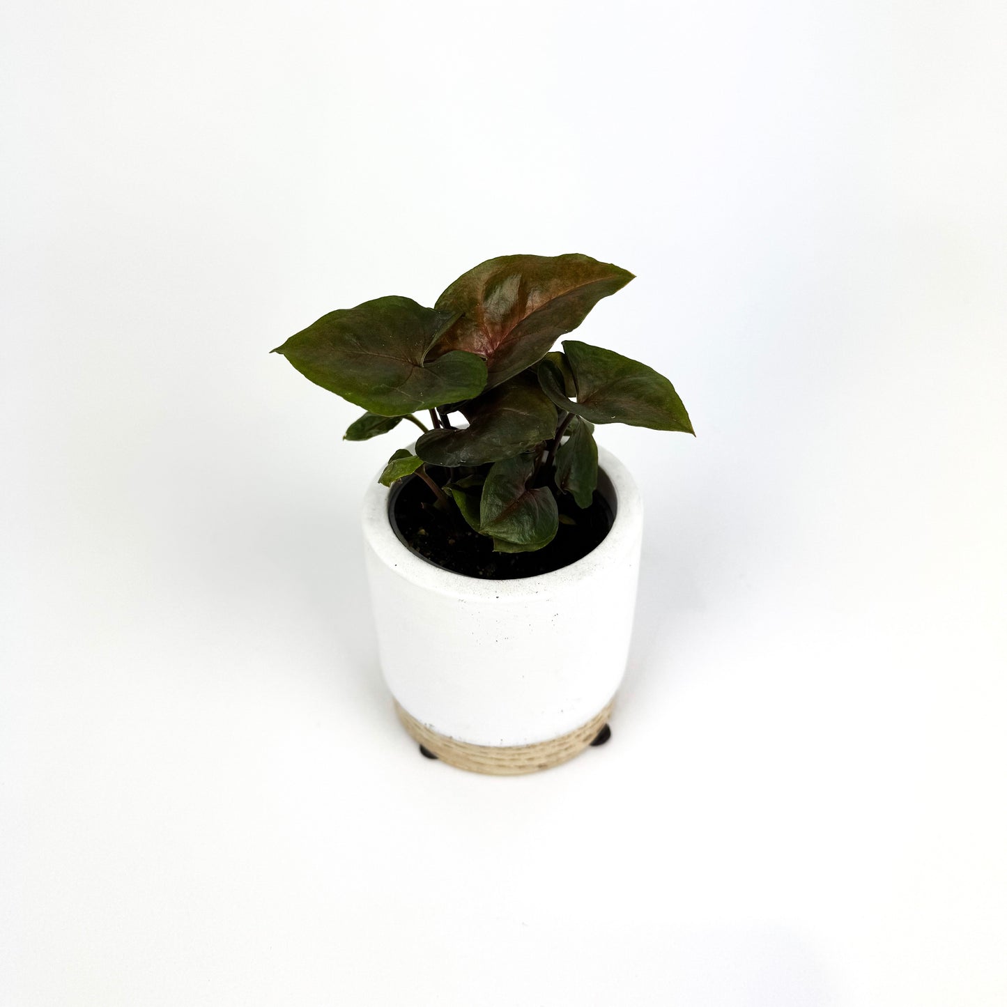 Mini Syngonium Maria Houseplant