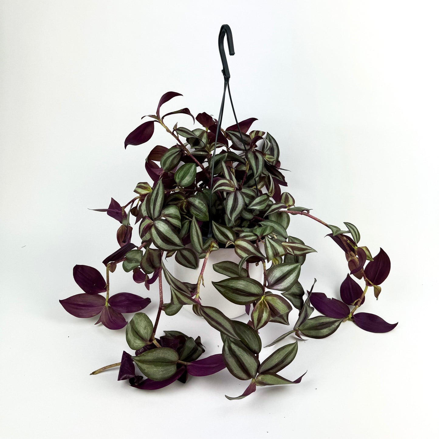 Tradescantia Zebrina 17cm Indoor Houseplant