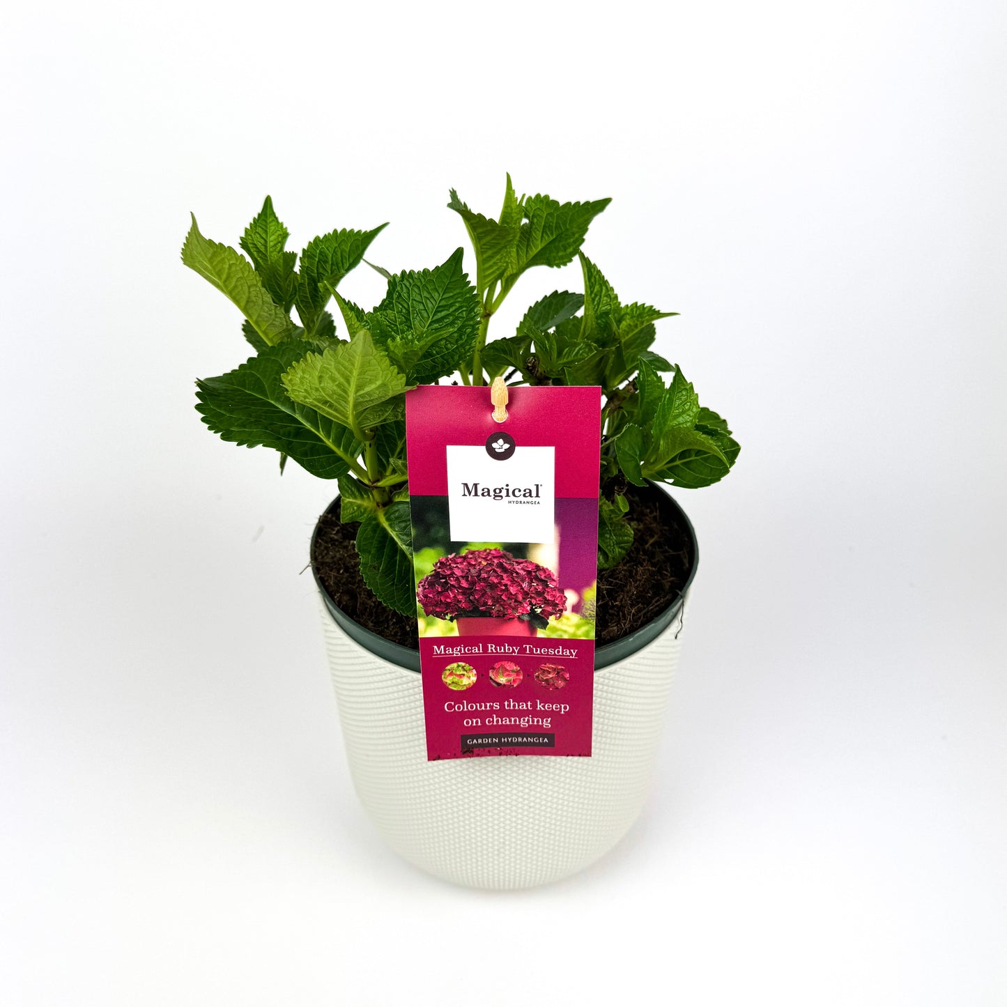 Hydrangea Outdoor Plant 17cm