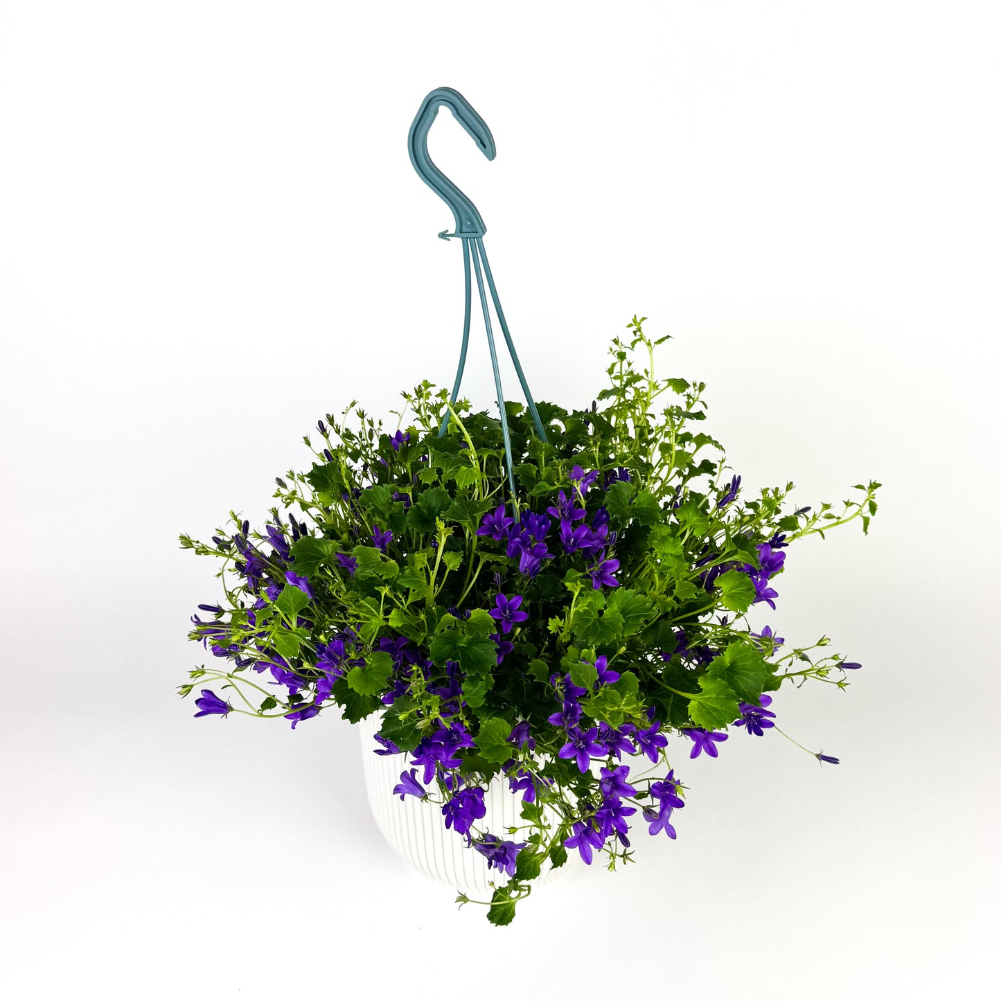 Hanging Campanula 'Addenda Blue Star' Outdoor Plant