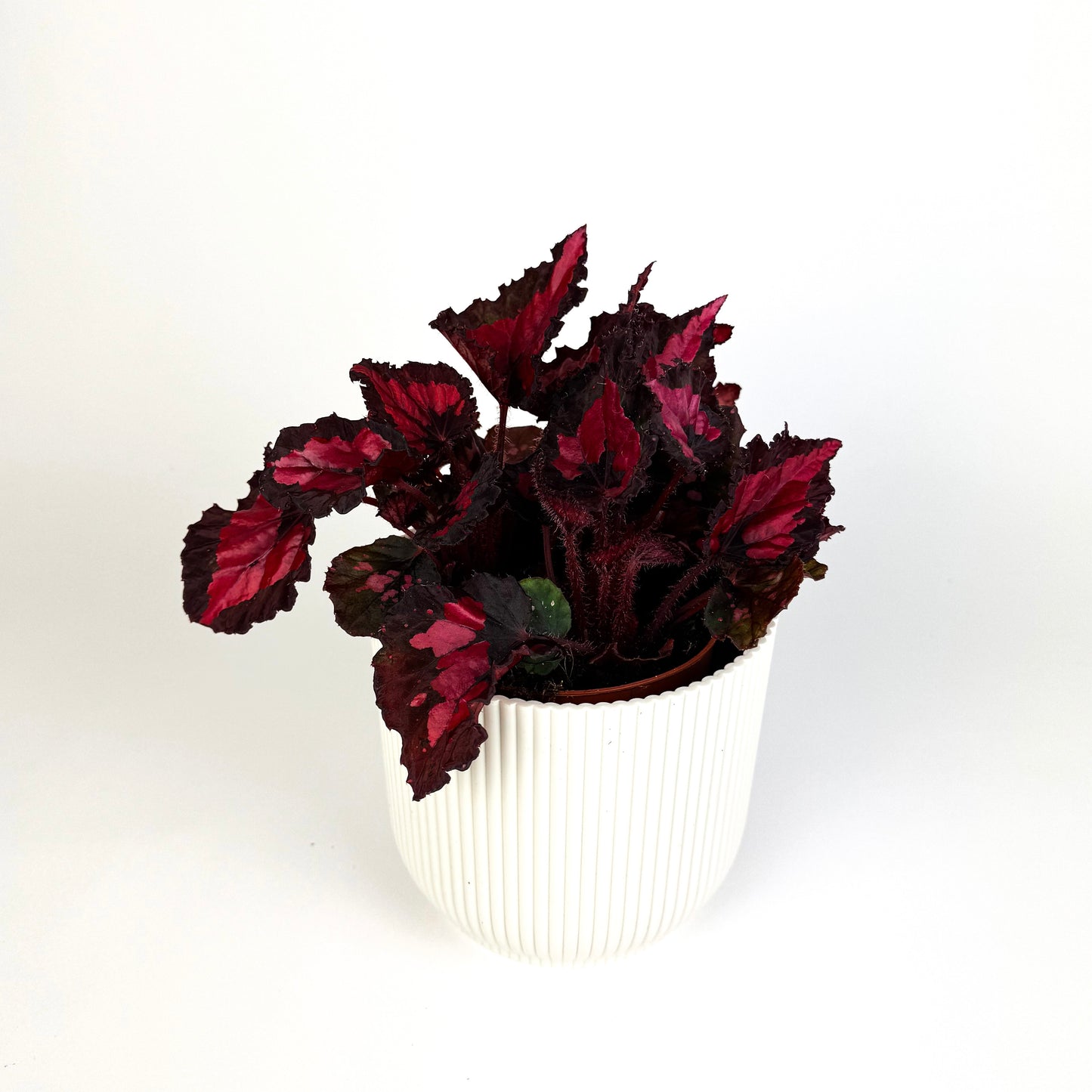 Begonia Inca Night Indoor Houseplant