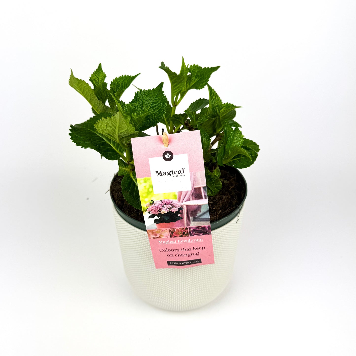 Hydrangea Outdoor Plant 17cm