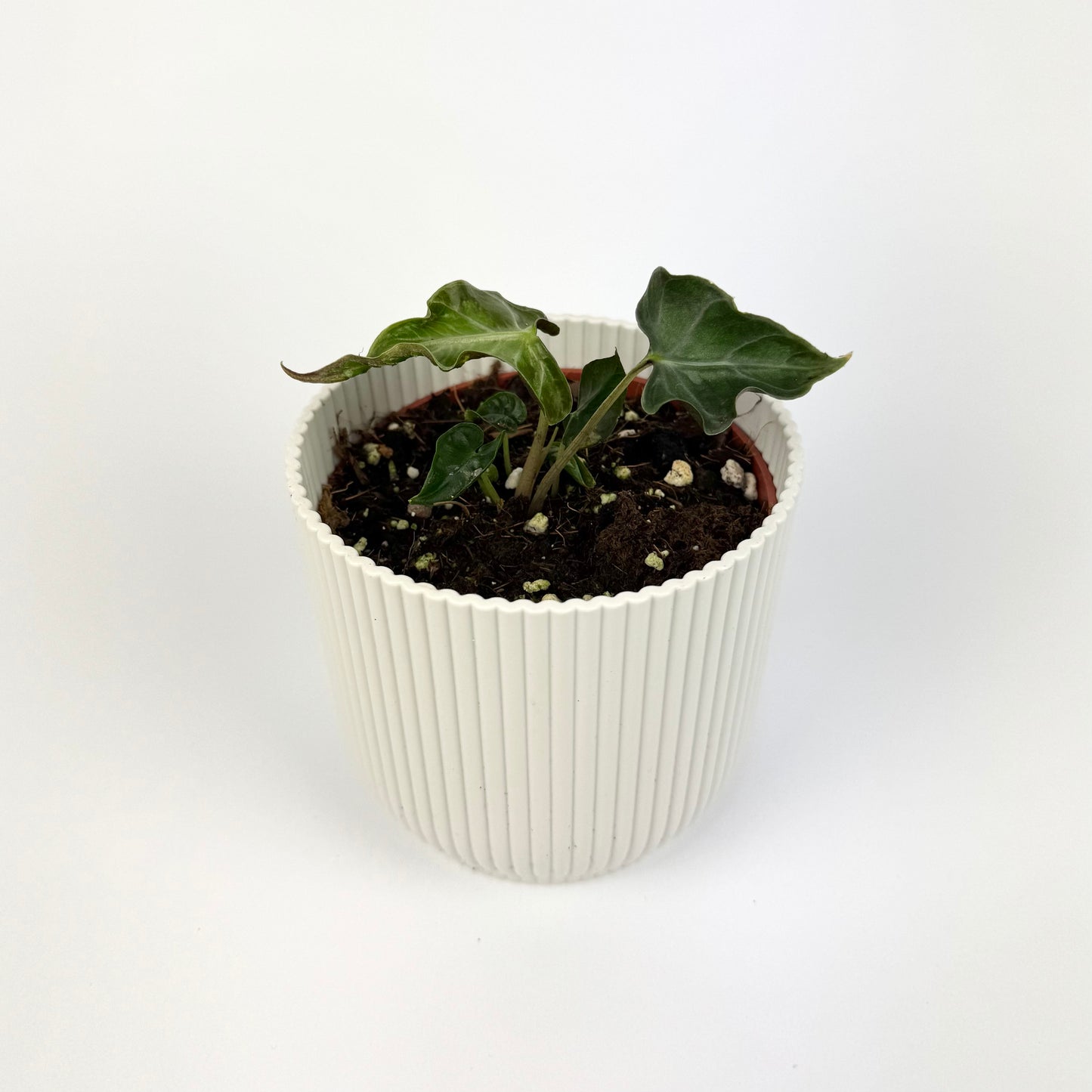 Alocasia Loco 10.5cm Houseplant
