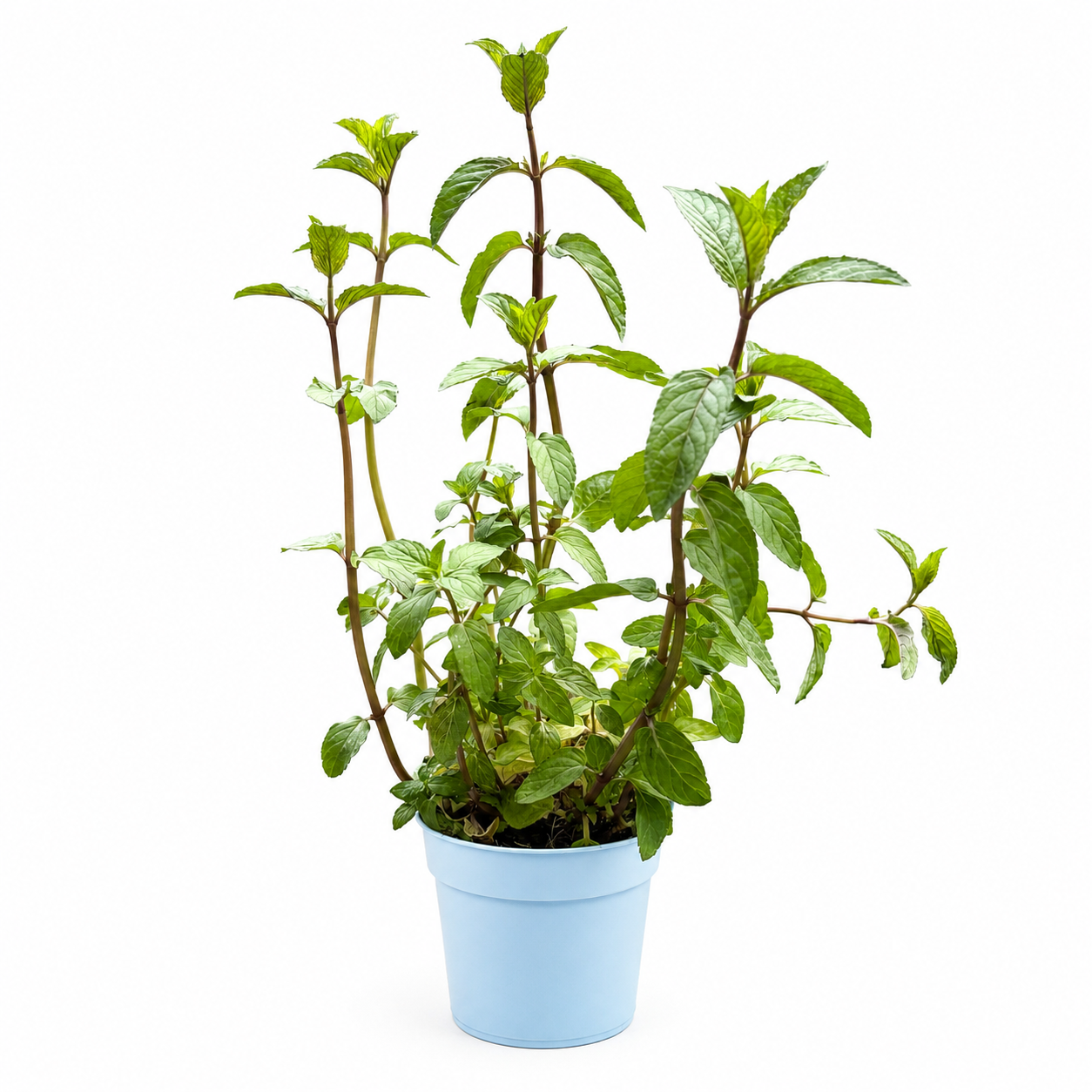 Mentha (Mint Chocolate) 12cm Herb Plant