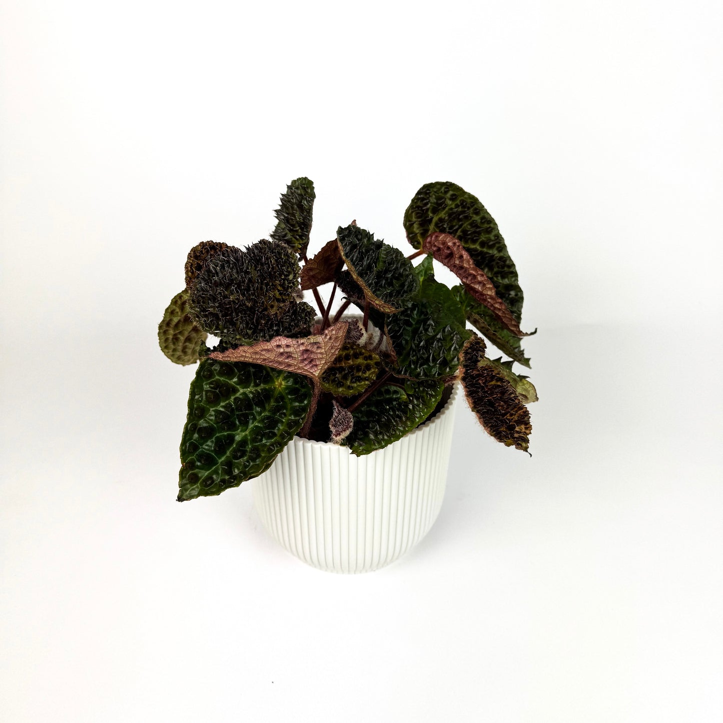 Begonia Ferox Houseplant