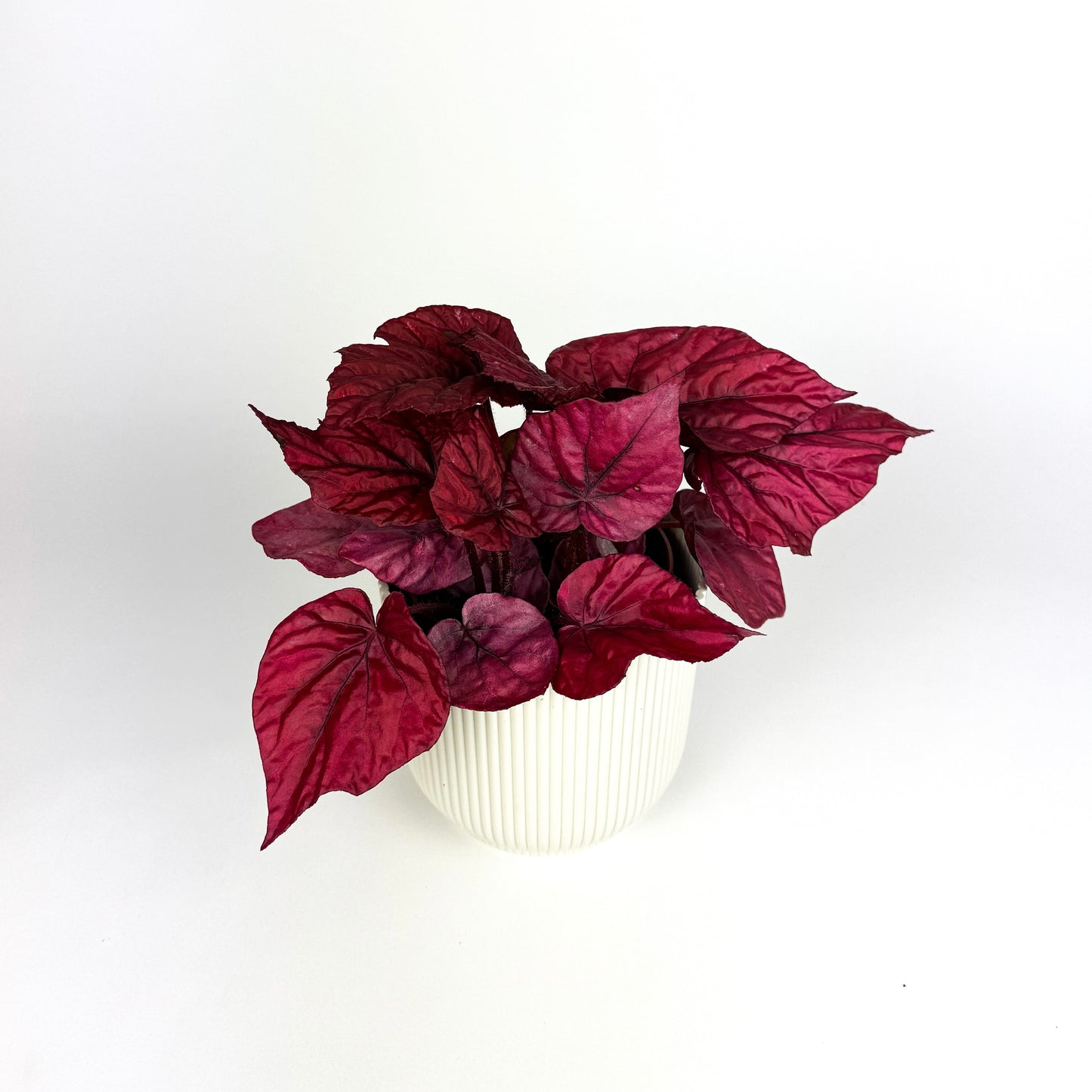 Begonia Inca Flame Indoor Houseplant