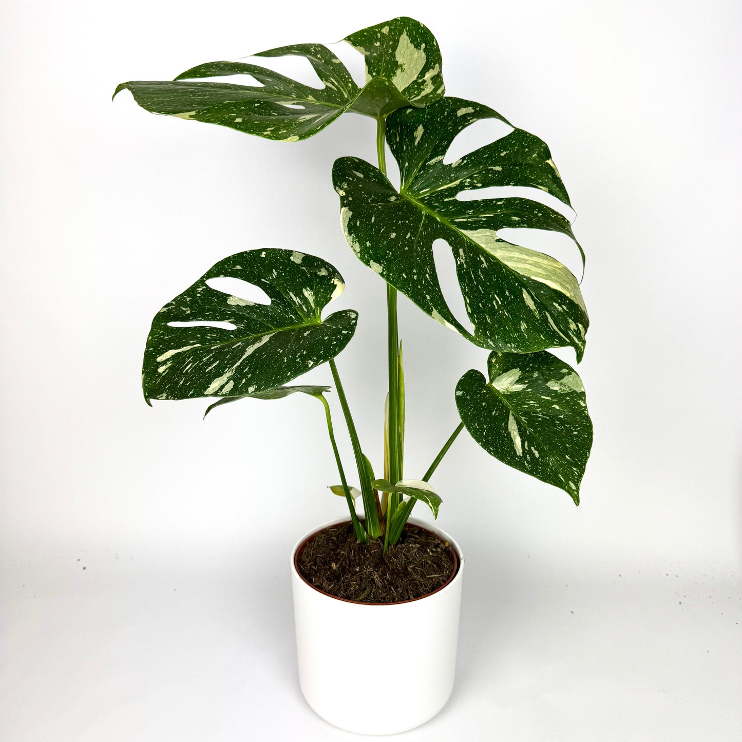 Pre-Order Thai constellation monstera