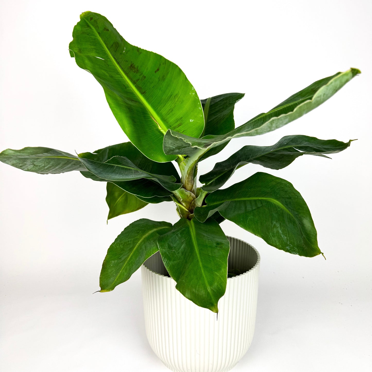 LARGE Musa Dwarf Cavandish Houseplant