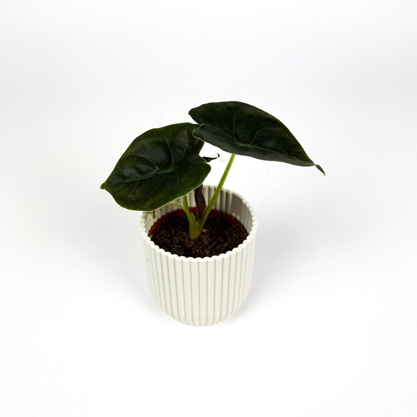 6cm Alocasia Golden Bone