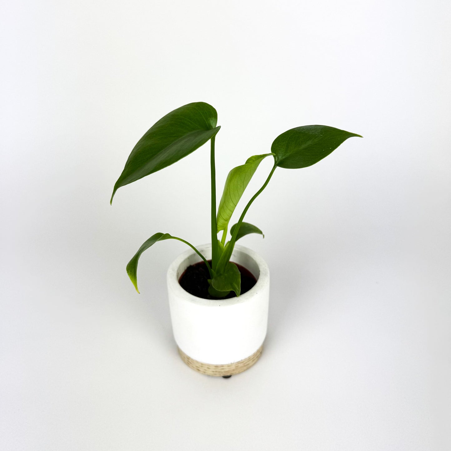 MINI Monstera Deliciosa Houseplant