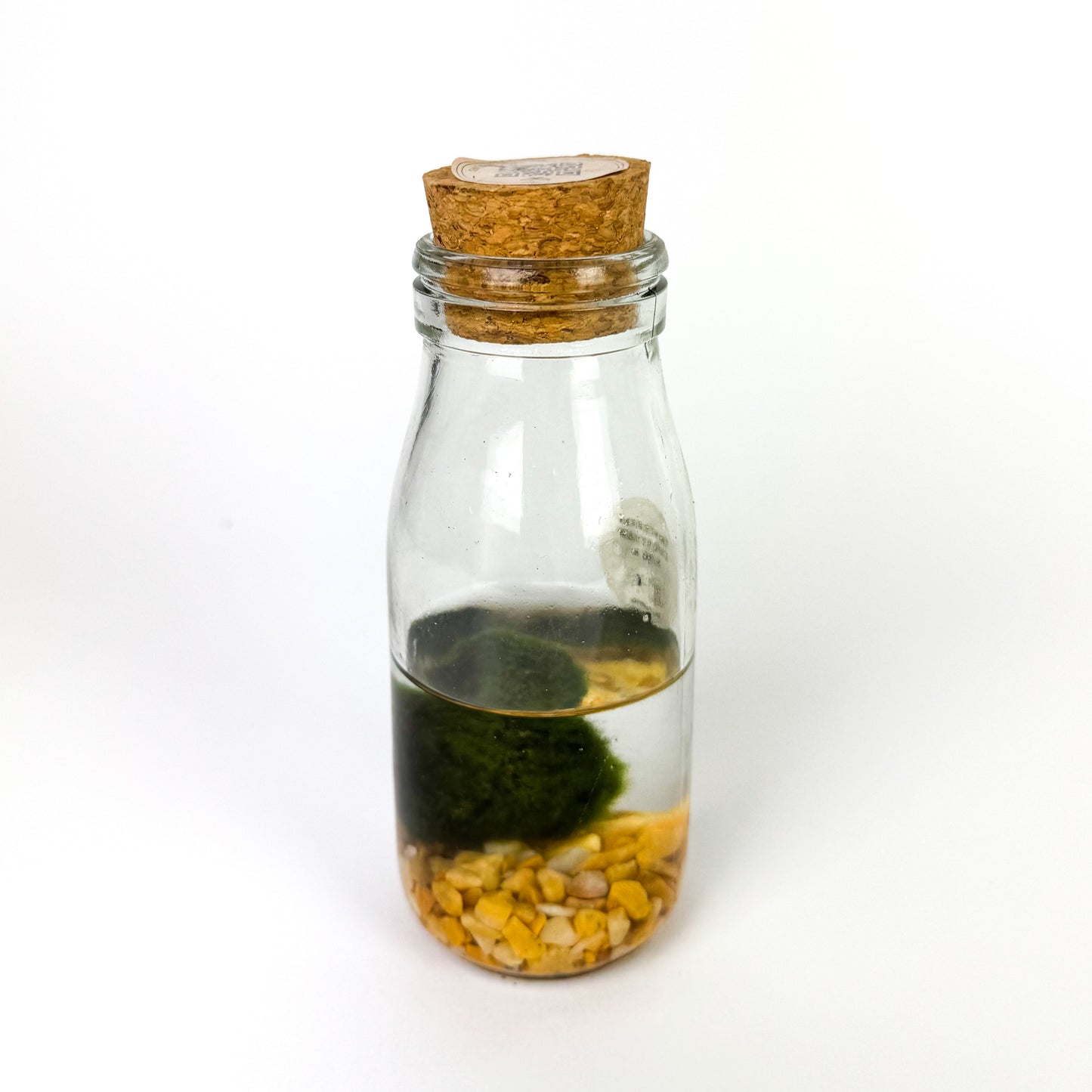 Marimo Moss Ball In A Jar Houseplant