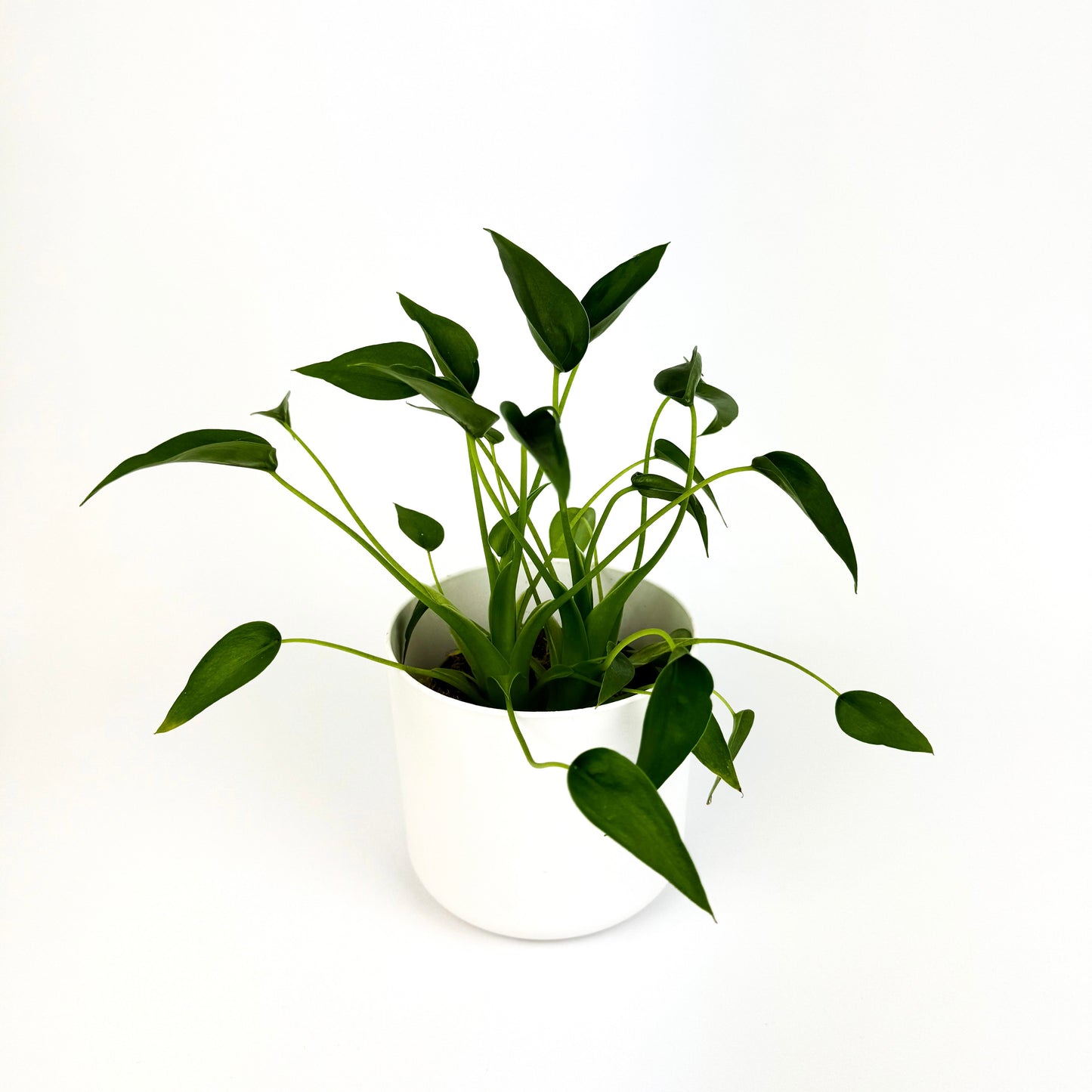 Alocasia Tiny Dancer Indoor 12cm Houseplant