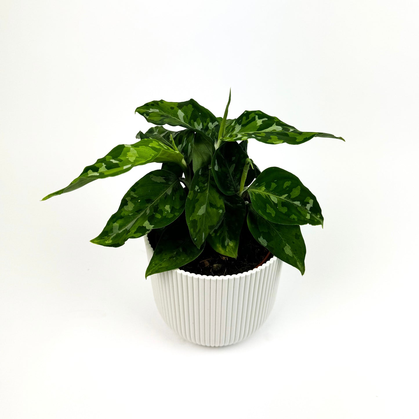 Aglaonema Tricolor Houseplant