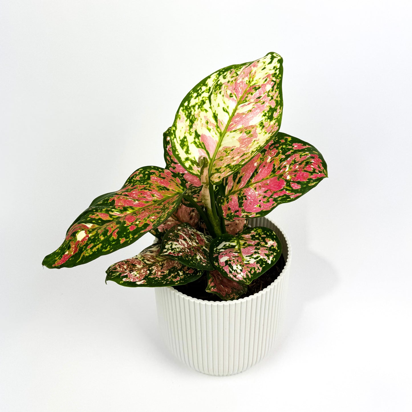 Aglaonema Jazzy Red 12cm Houseplant