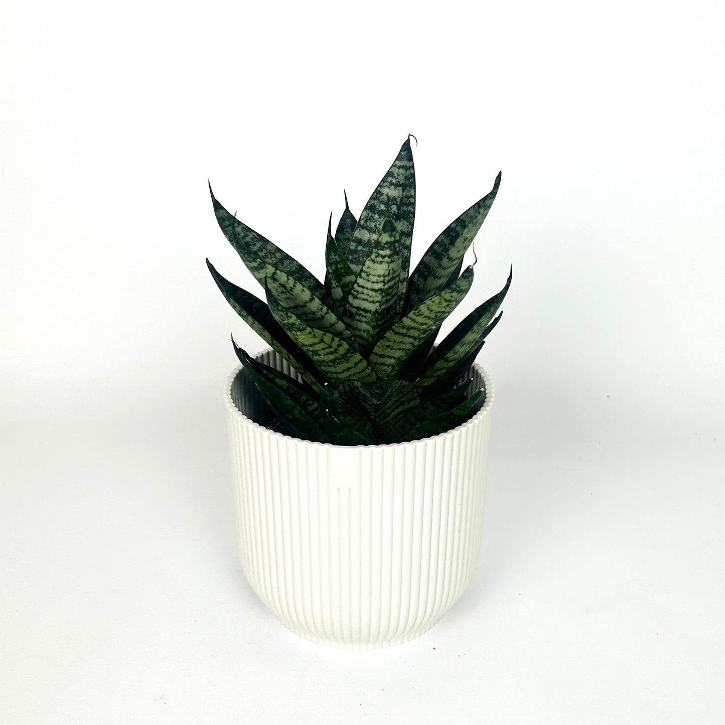 Snake Star Ming Green Marble Houseplant