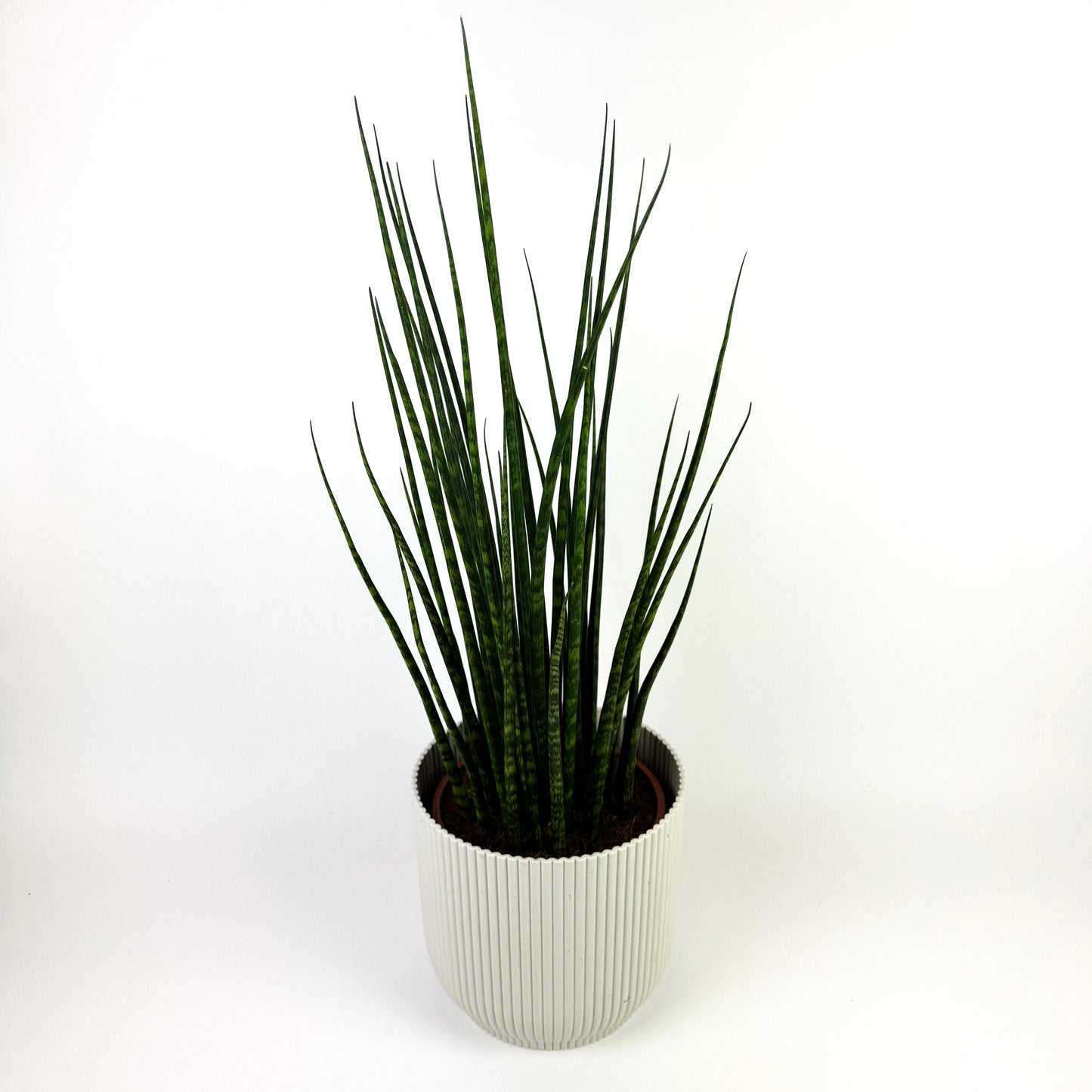 Large Sanseveria Fernwood Mikado Houseplant