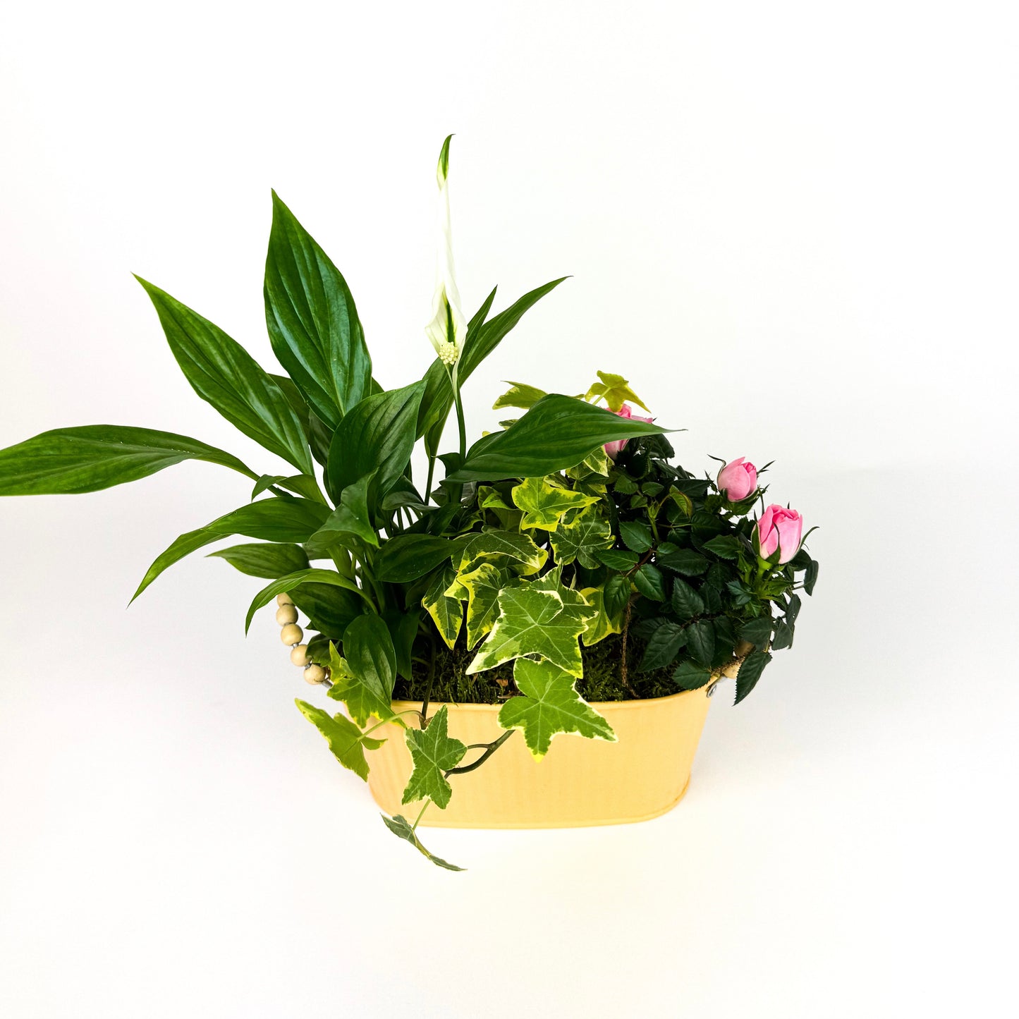 Mother's Day Indoor Planted Tin