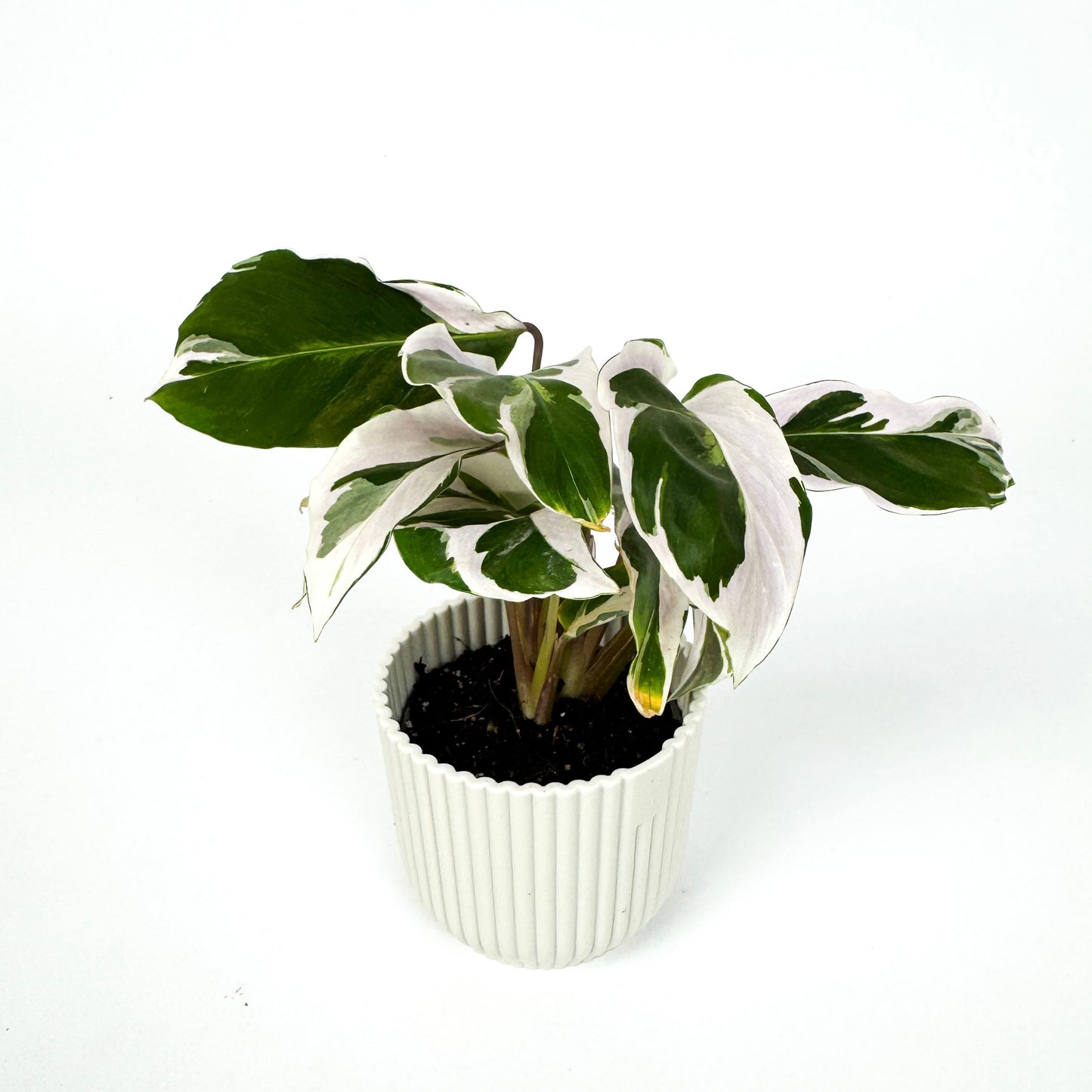 Mini Calathea White Fusion Houseplant