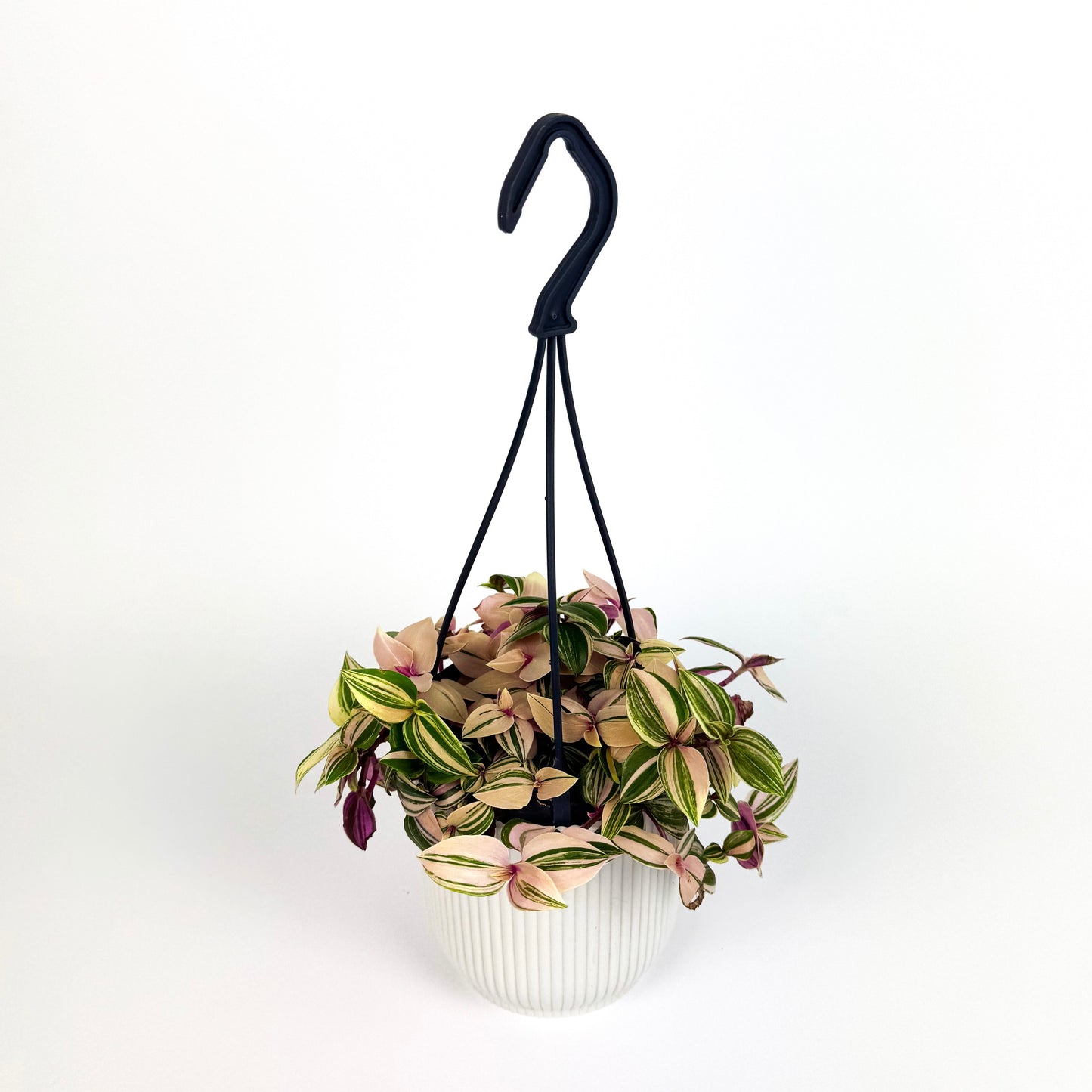 Hanging Tradescantia Quadricolour Houseplant