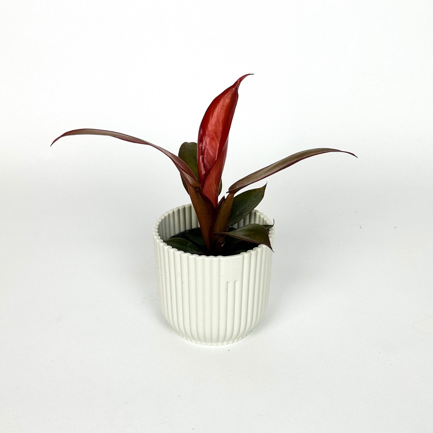 Mini Philodendron Red Sun Houseplant