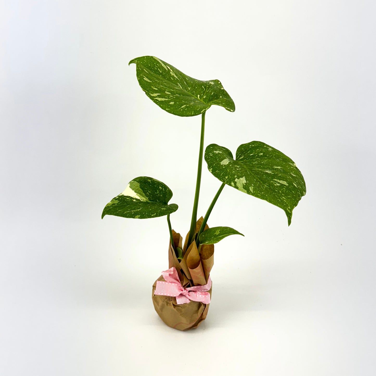 Monstera Thai Constellation Mini Houseplant