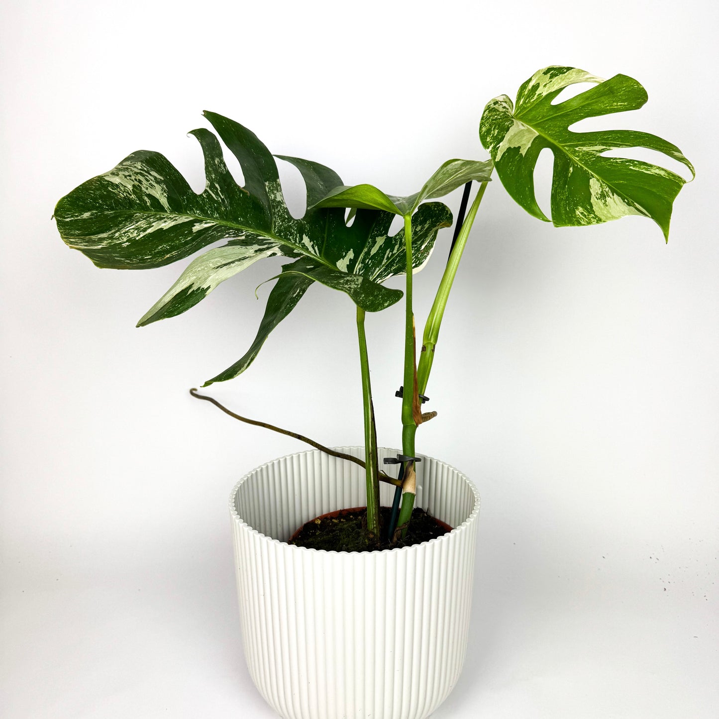 RARE Monstera Deliciosa Variegata Houseplant