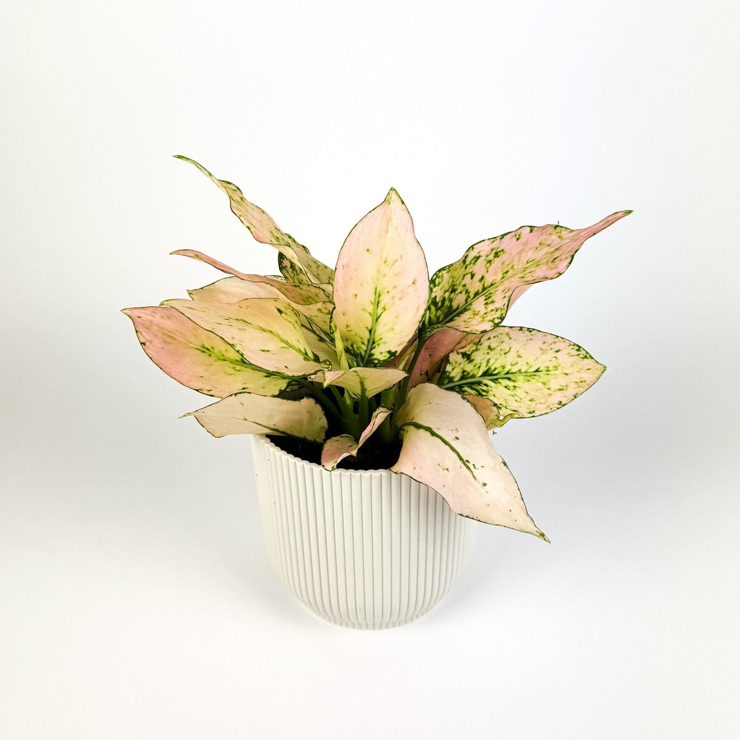 Aglaonema Rosy 12cm Houseplant