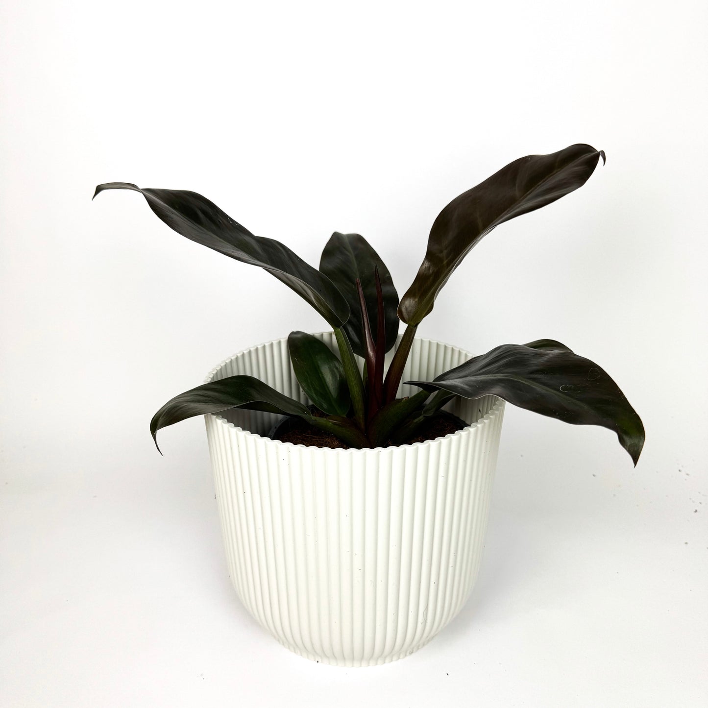 LARGE Philodendron Imperial Red Houseplant