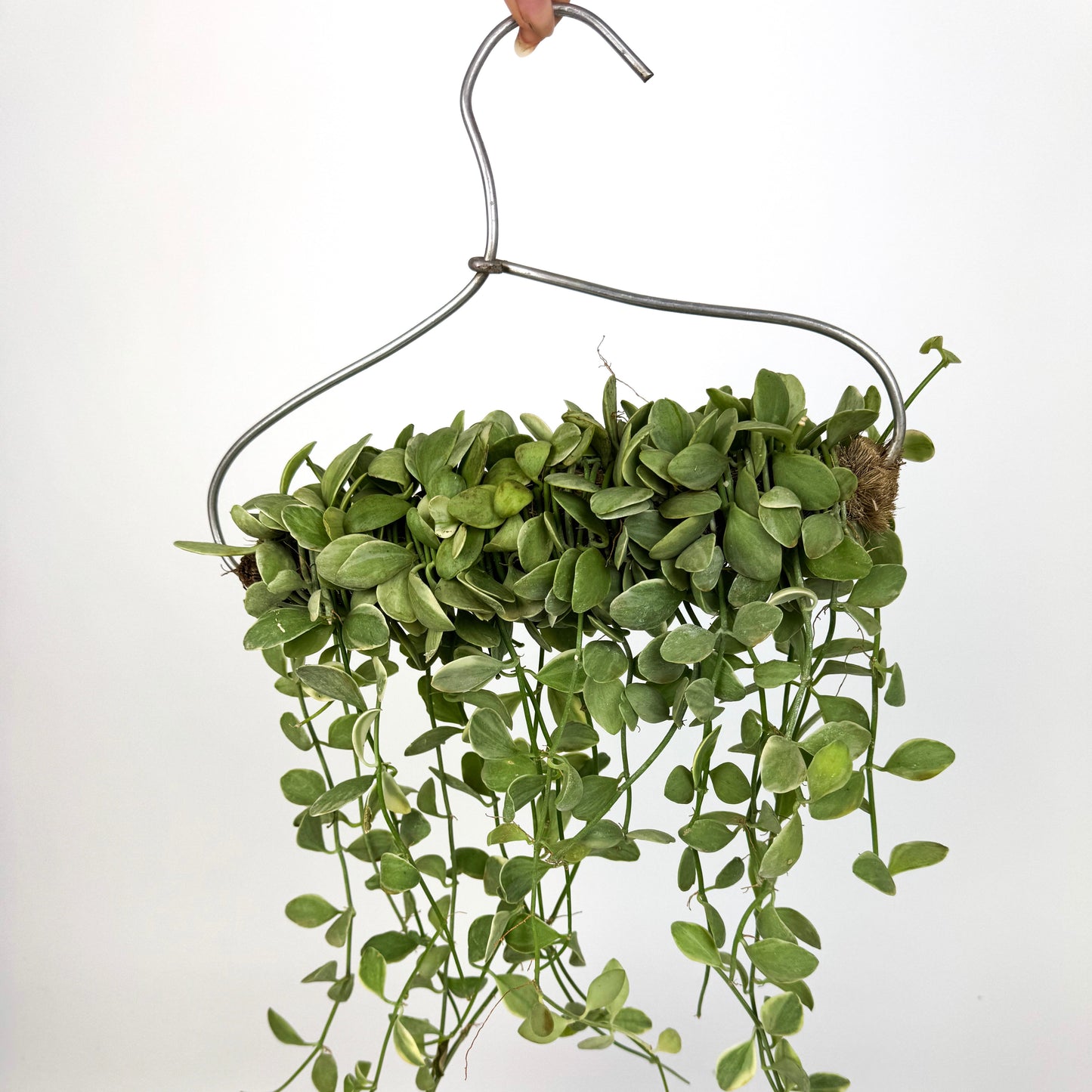 Dischidia White Diamond Houseplant