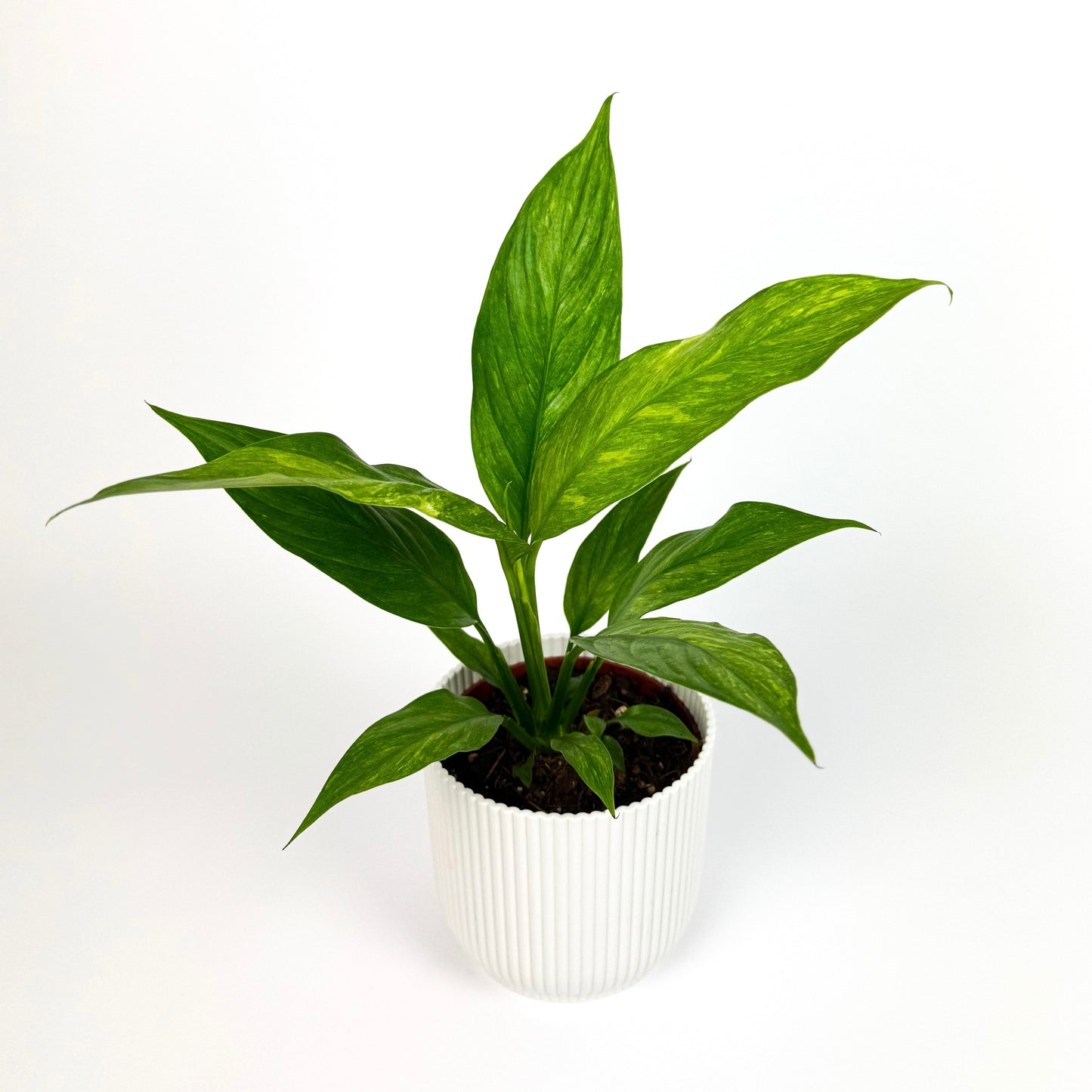 Spathiphyllum Aurea Houseplant