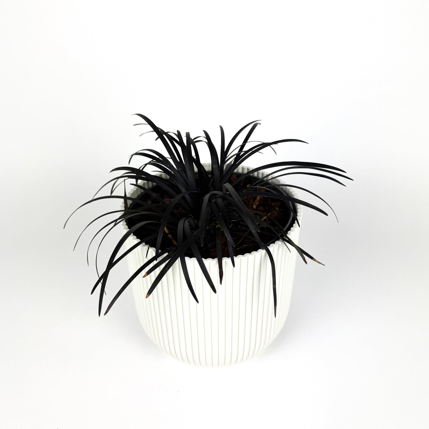 Ophiopogon Planiscapus Outdoor Plant