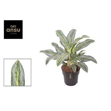 Aglaonema Emerald Stone 12cm Houseplant