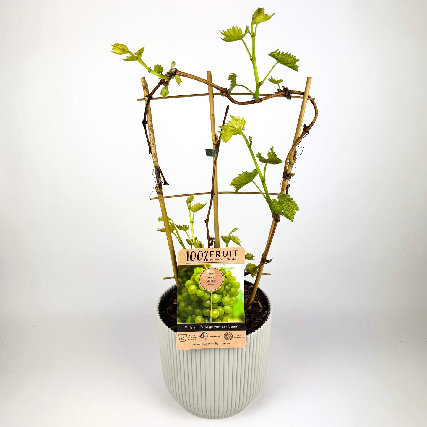 Grapevine Outdoor Large Plant