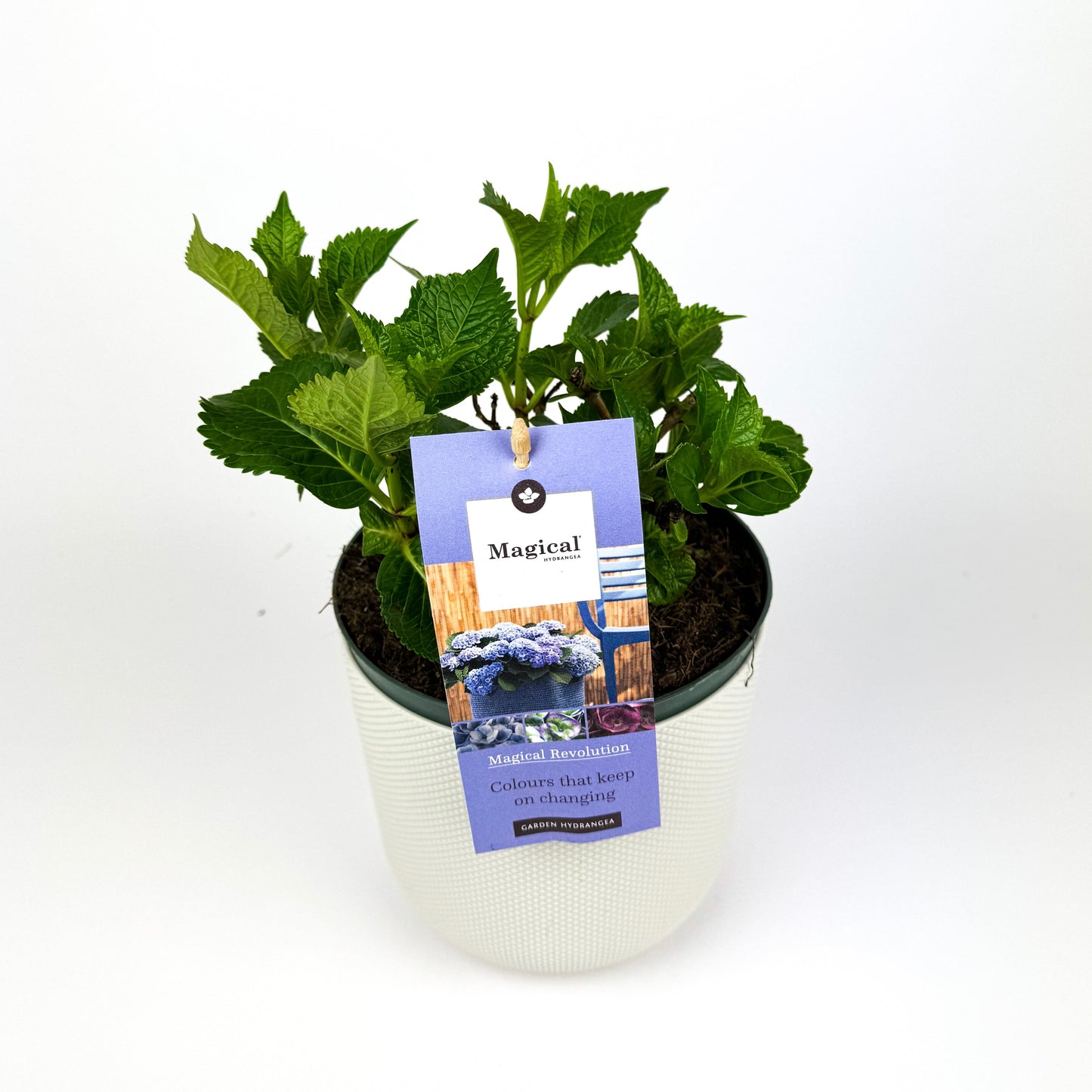 Hydrangea Outdoor Plant 17cm