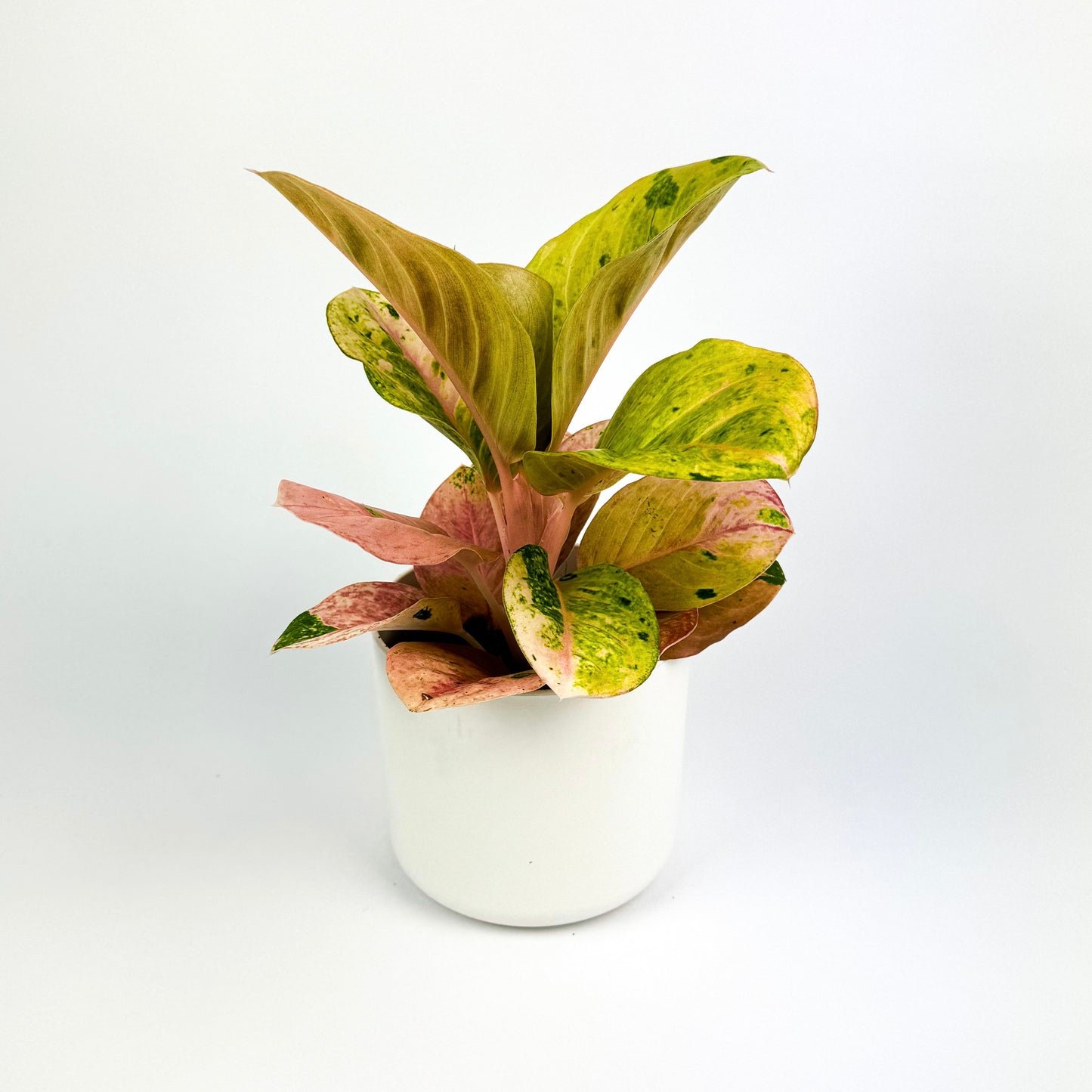 Aglaonema Guave Pink 12cm Houseplant