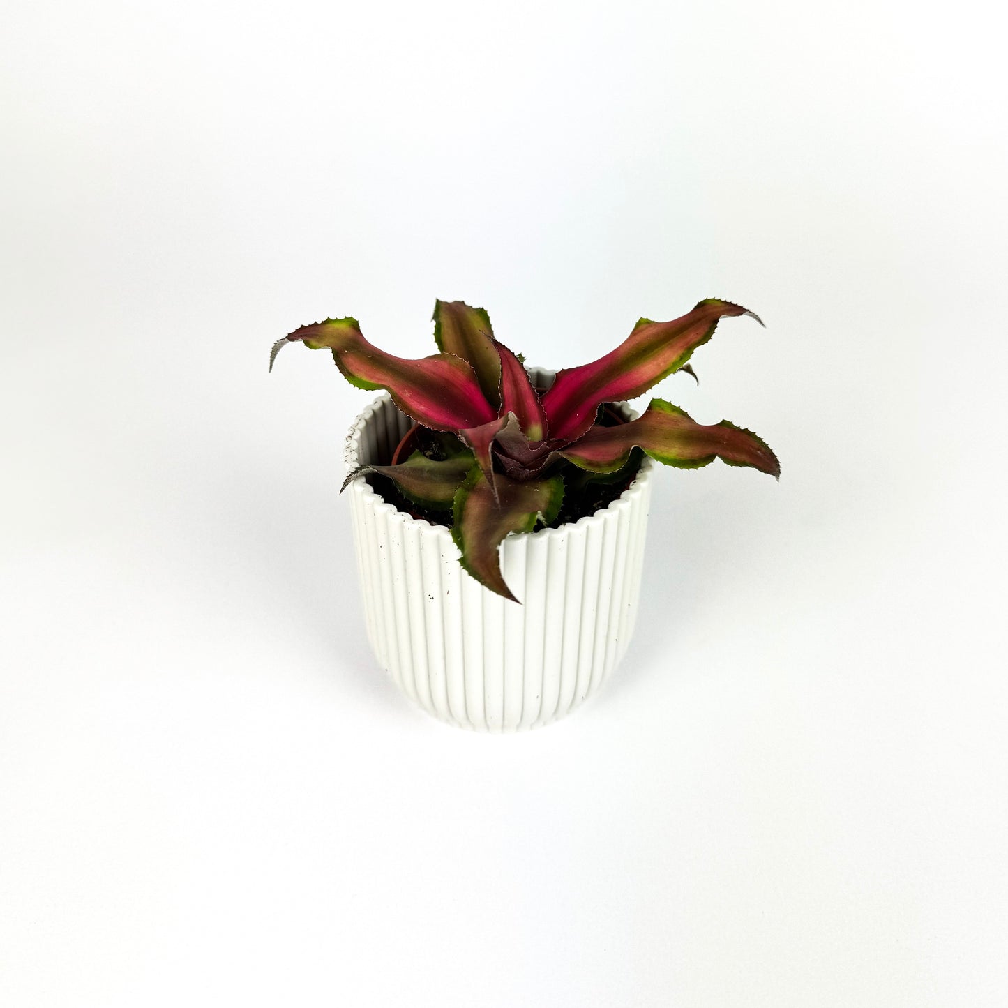 Mini Cryptanthus Houseplant