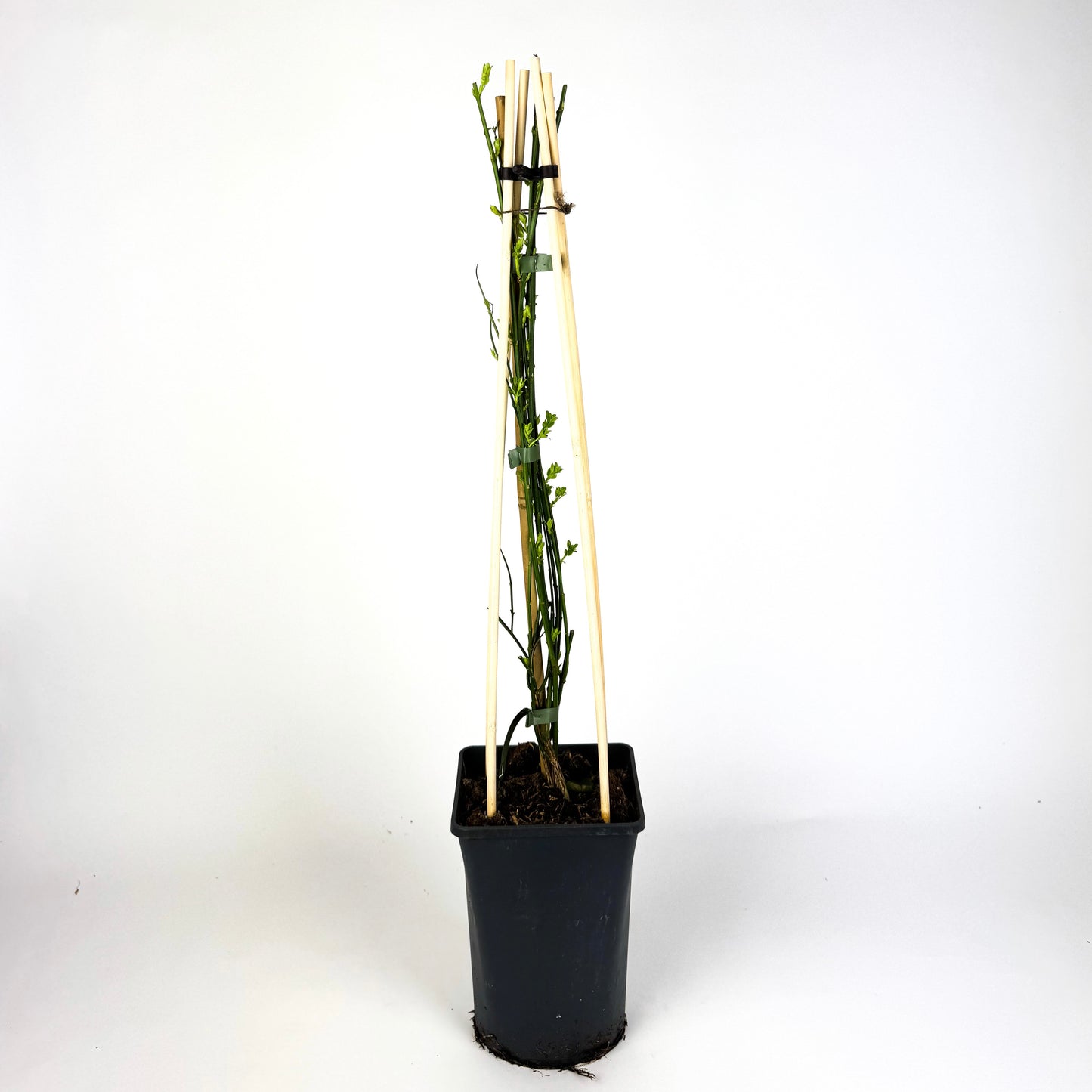 Jasminium Nudiflorum Winter Jasmine Outdoor Plant