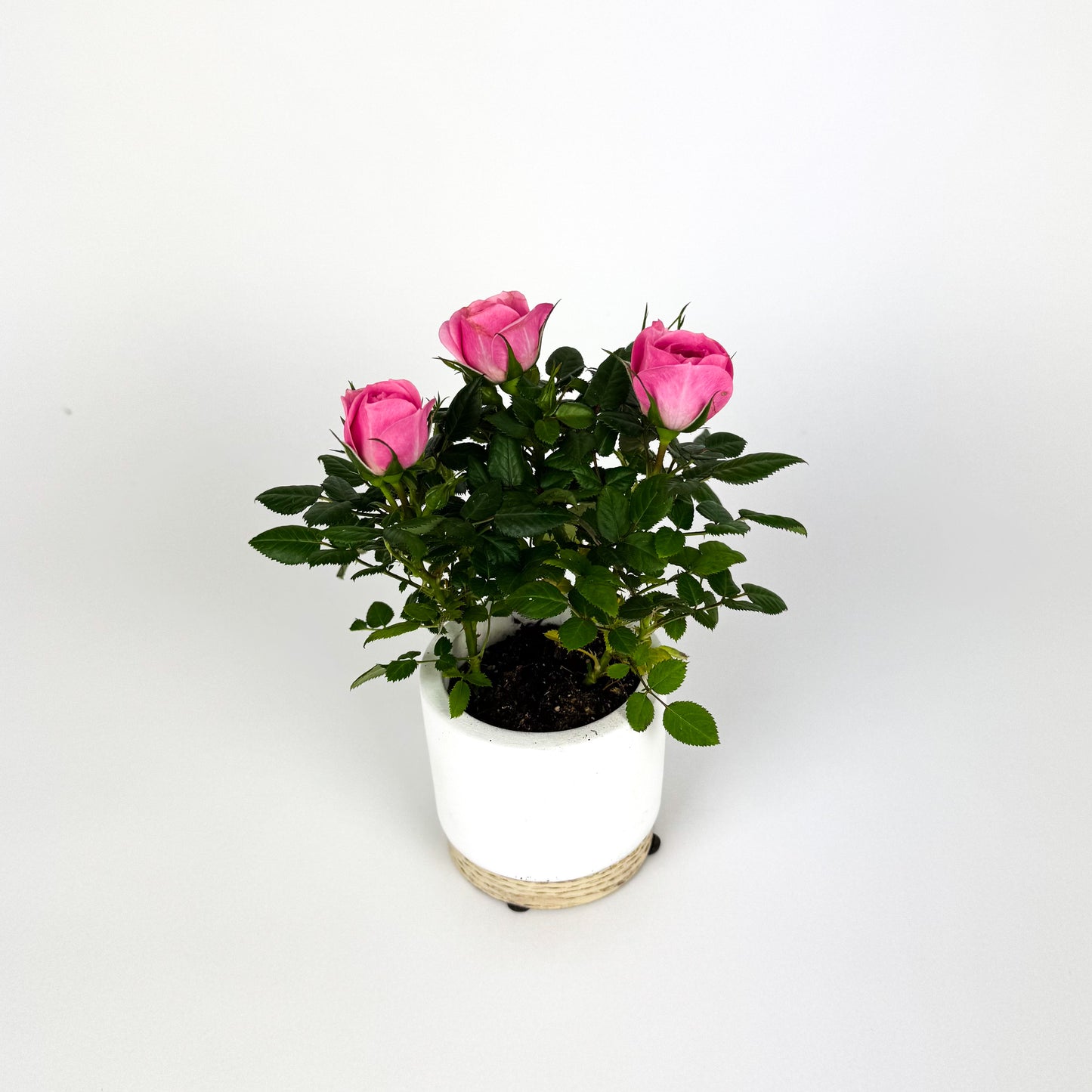 Mini Pink Rose Plant