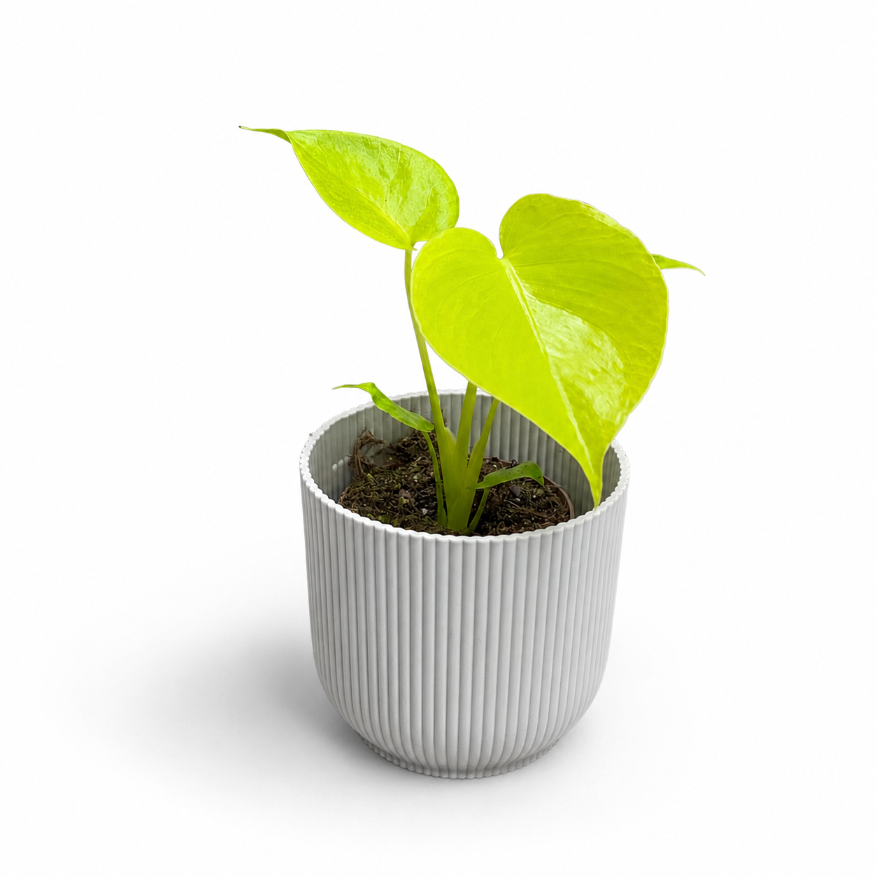 Monstera Lemon Lime 10.5cm Houseplant